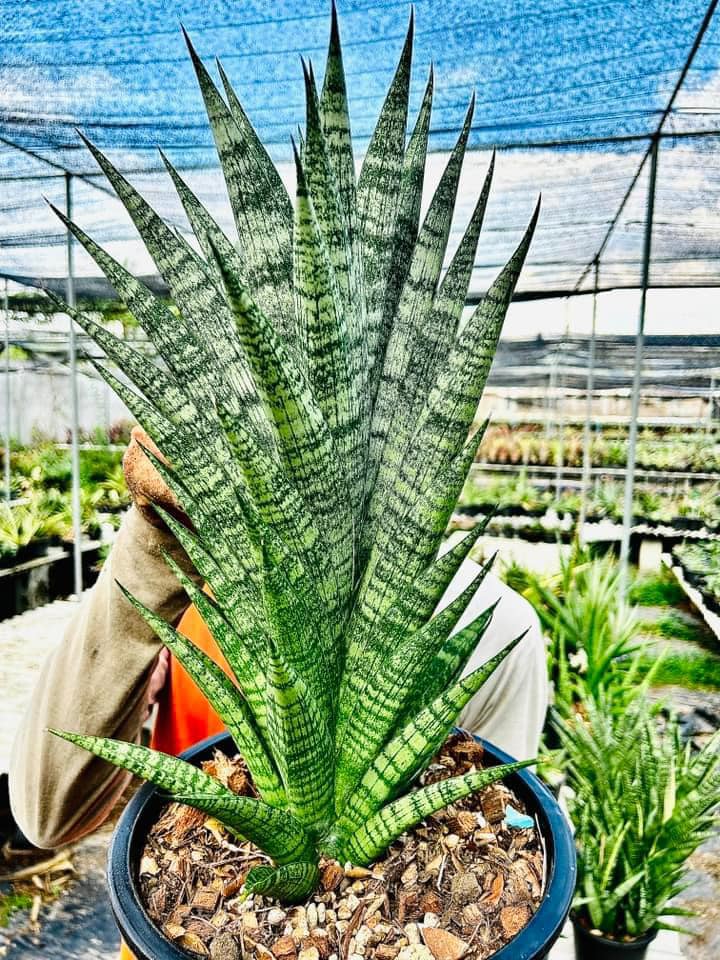 EMP サンセベリア Himalayan ヒマラヤン / SA408 Sansevieria Himalayan,Pattaya,Buntheing,Asancaya and Rock man