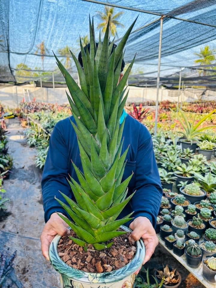 Sansevieria Himalayan,Pattaya,Buntheing,Asancaya and Rock man