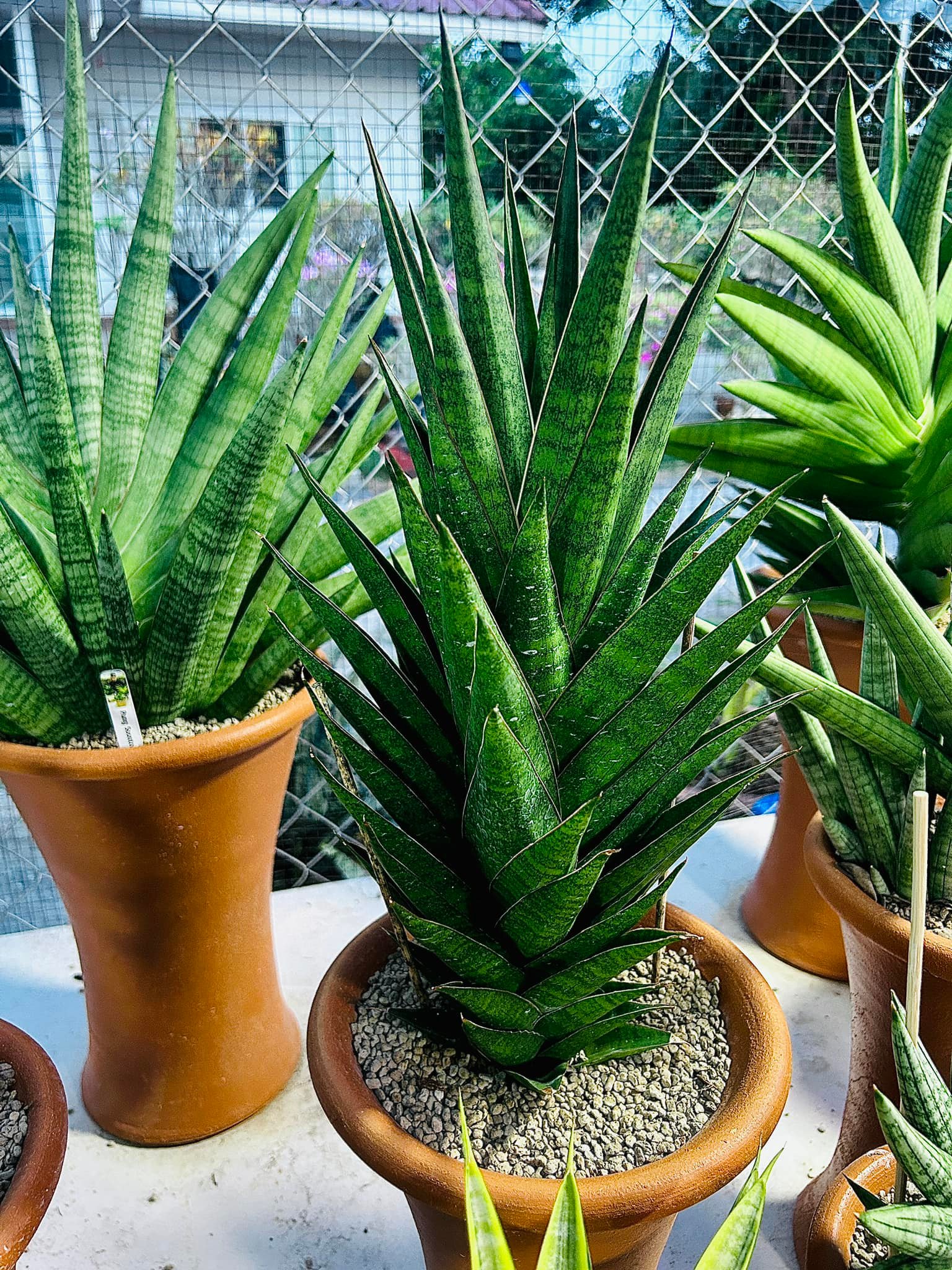 Sansevieria Himalayan,Pattaya,Buntheing,Asancaya and Rock man