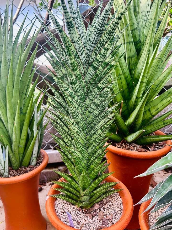 Sansevieria Himalayan,Pattaya,Buntheing,Asancaya and Rock man