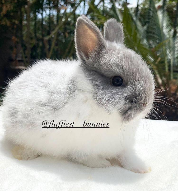 Bunnies for sale near me Adopt a bunny Buy a rabbit online Adopt a ...