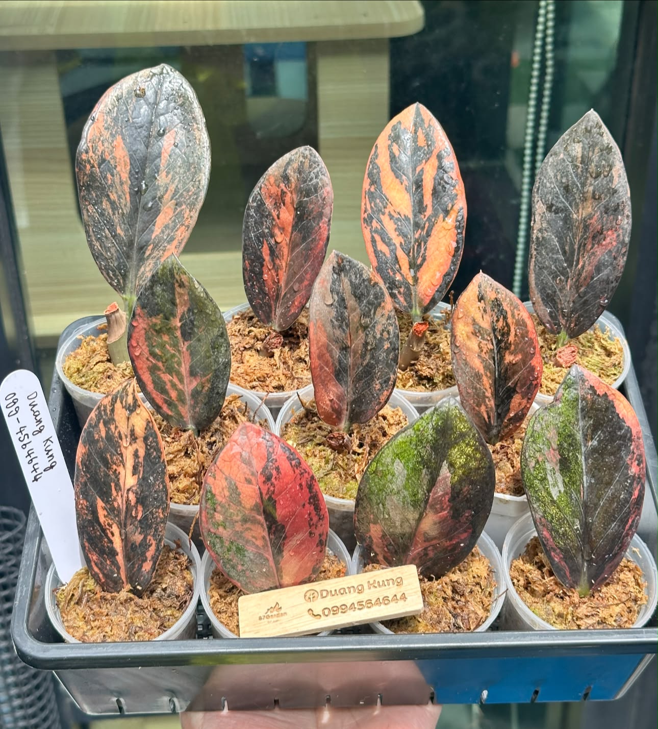 Zamioculcas zamiifolia 'Black' Variegated from Thailand