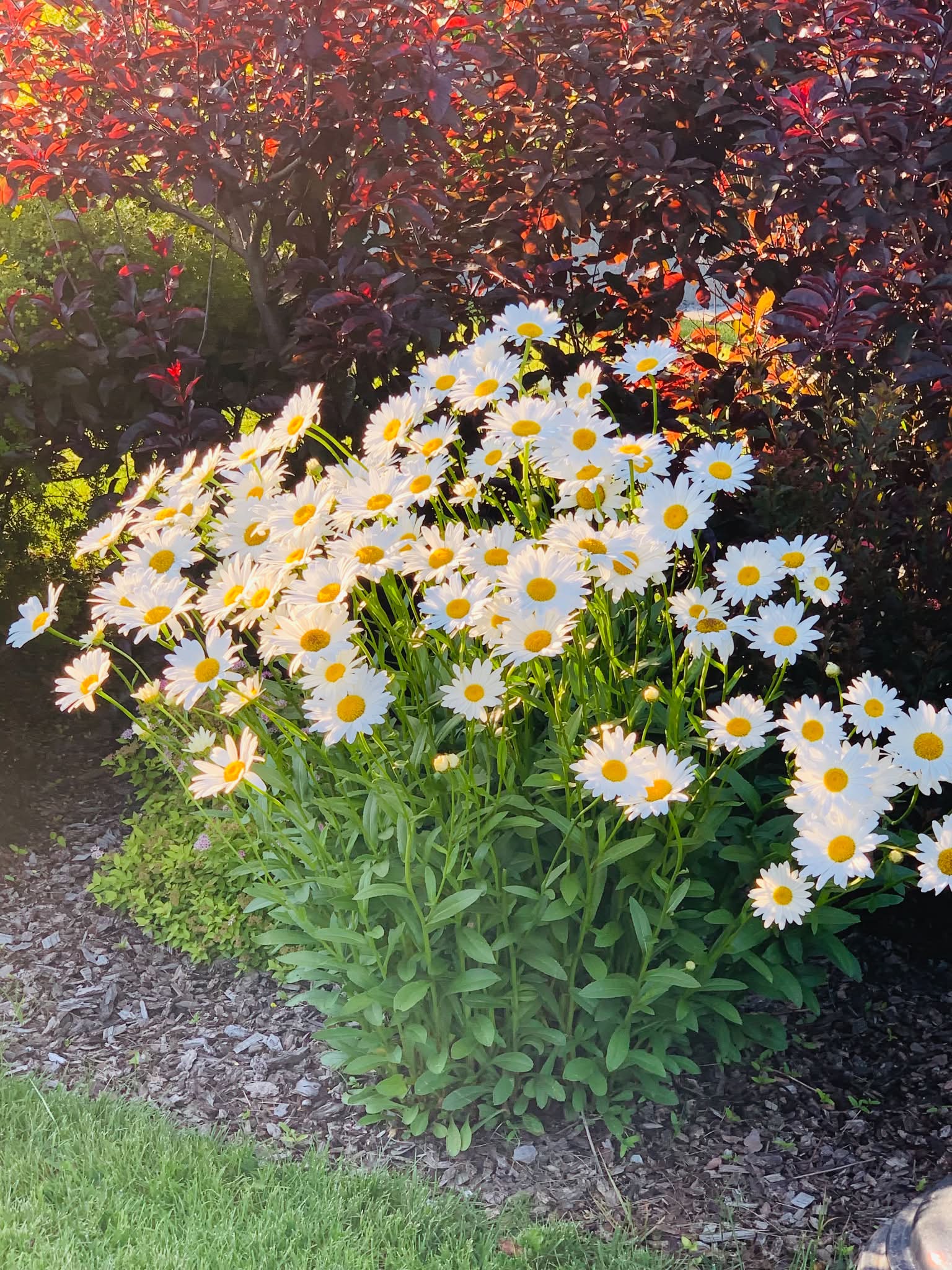 Daisy