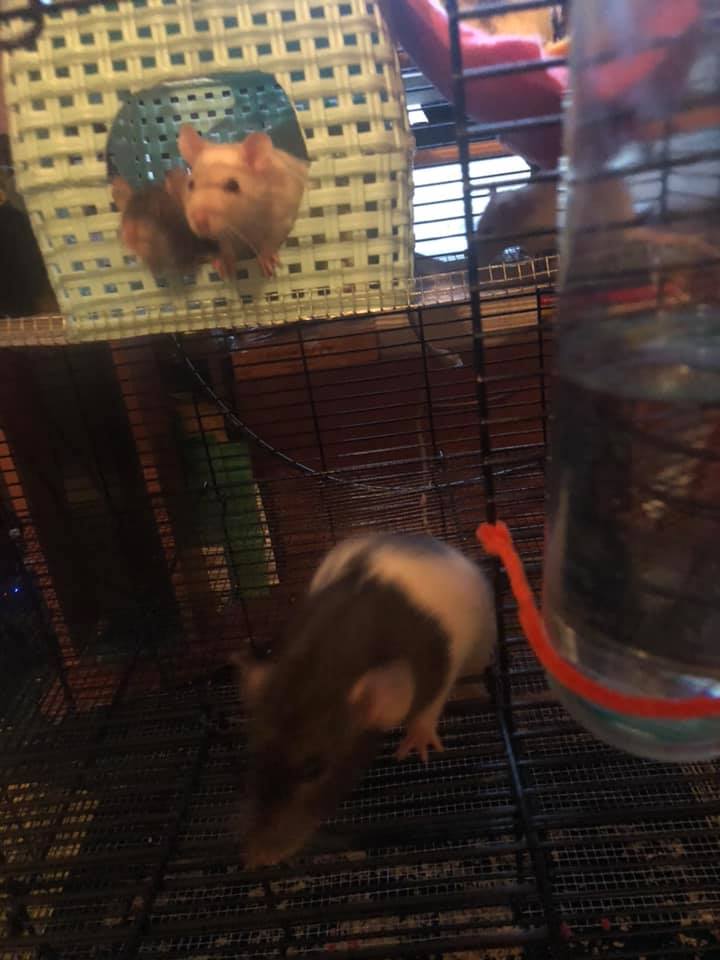 Muskegon mischeif rats