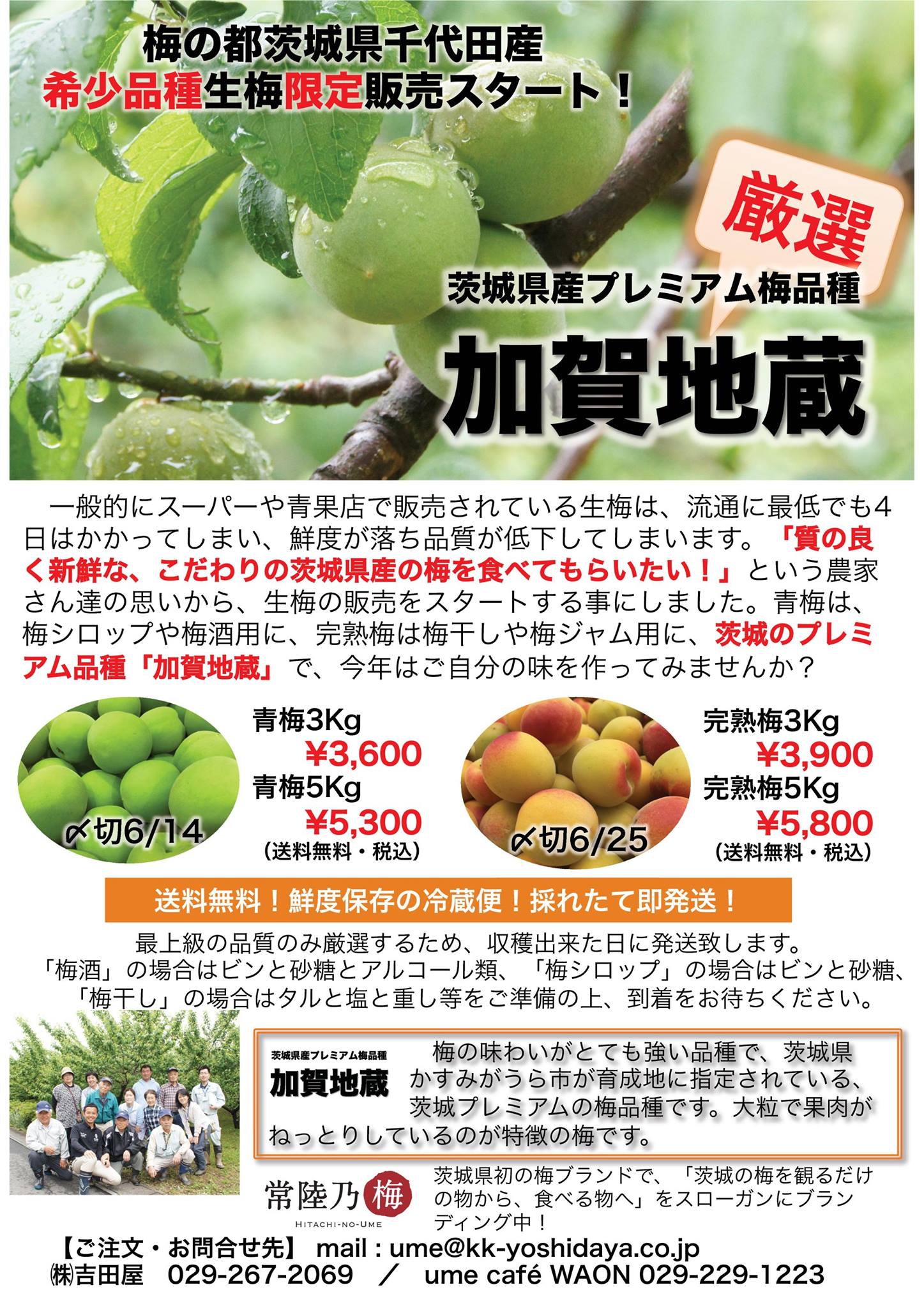 常陸乃梅 - 【拡散希望】 ついに茨城県産プレミアム品種加賀地蔵の生梅 