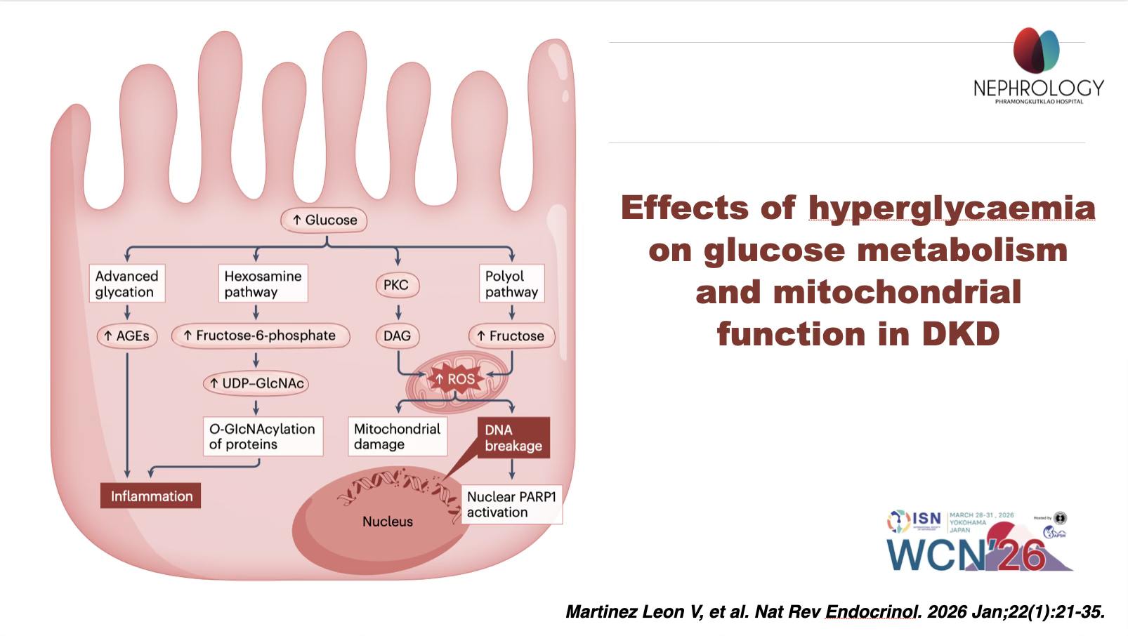 Mechanisms of diabetic kidney disease and established and emerging treatments