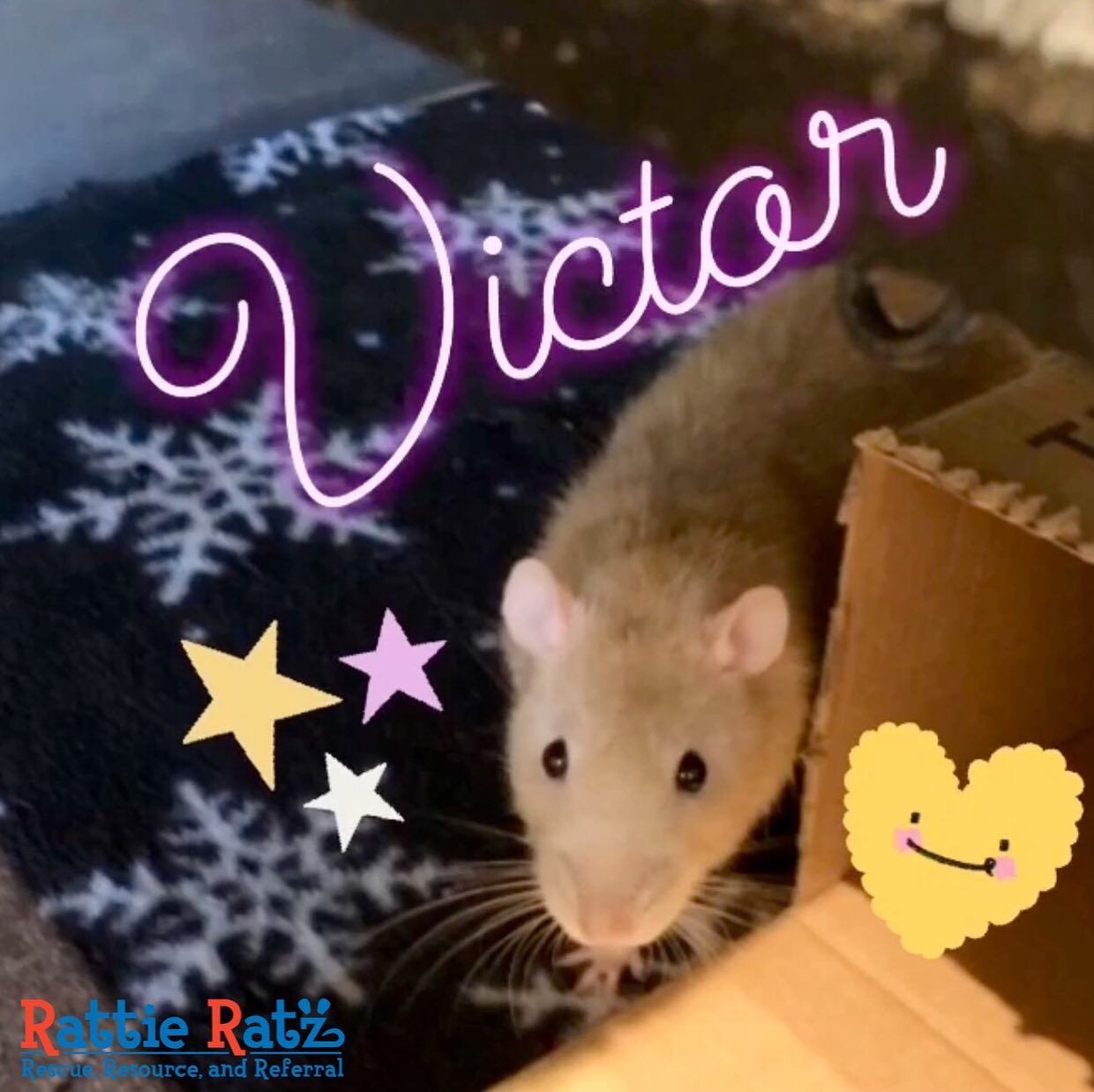 Rattie Ratz - Rattie Ratz added a new photo — in San...