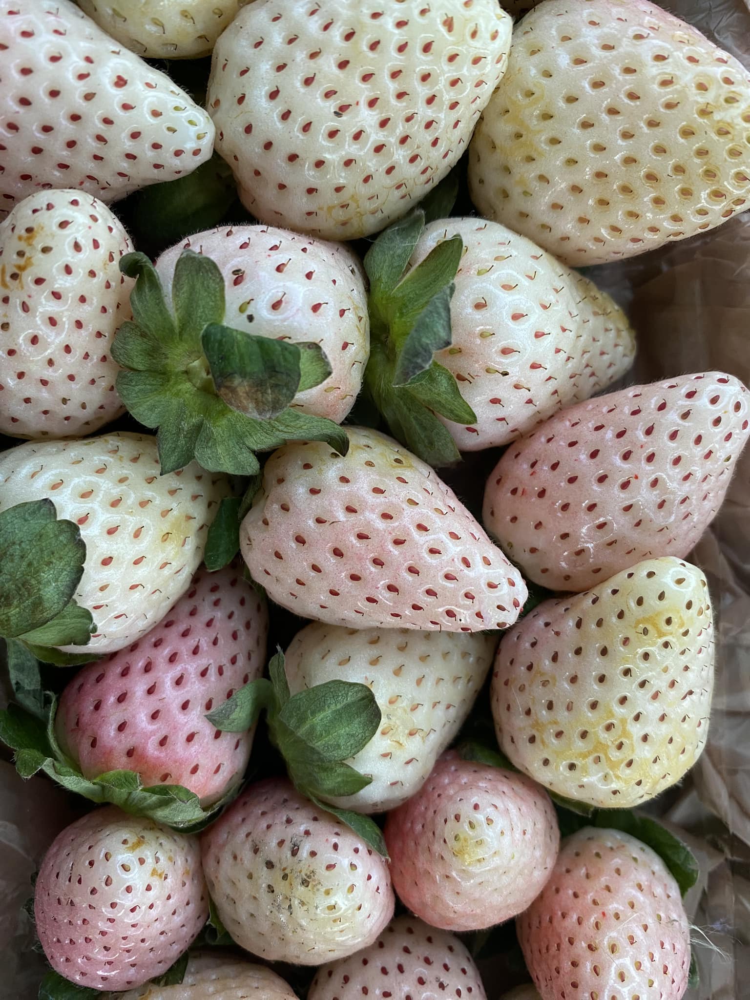 White strawberries 🍓 the original strawberry 🍓!!!!