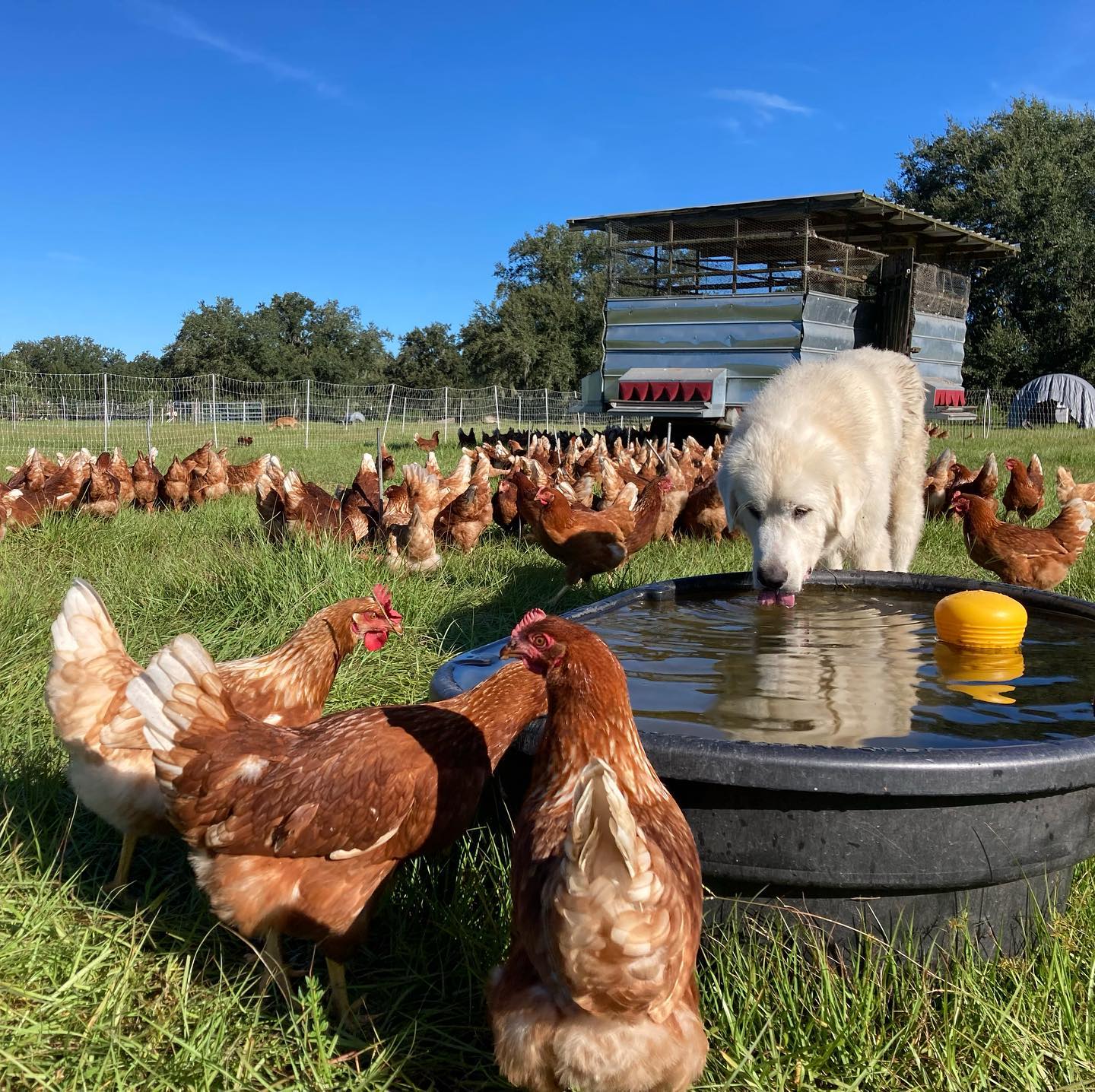 The beautiful thing about raising... - Grove Ladder Farm