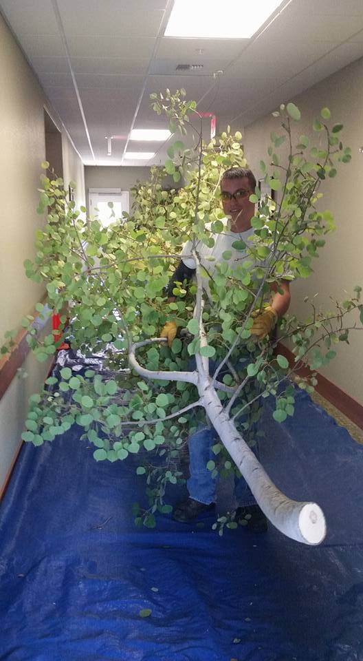 Rogue Valley Tree Care | Medford OR