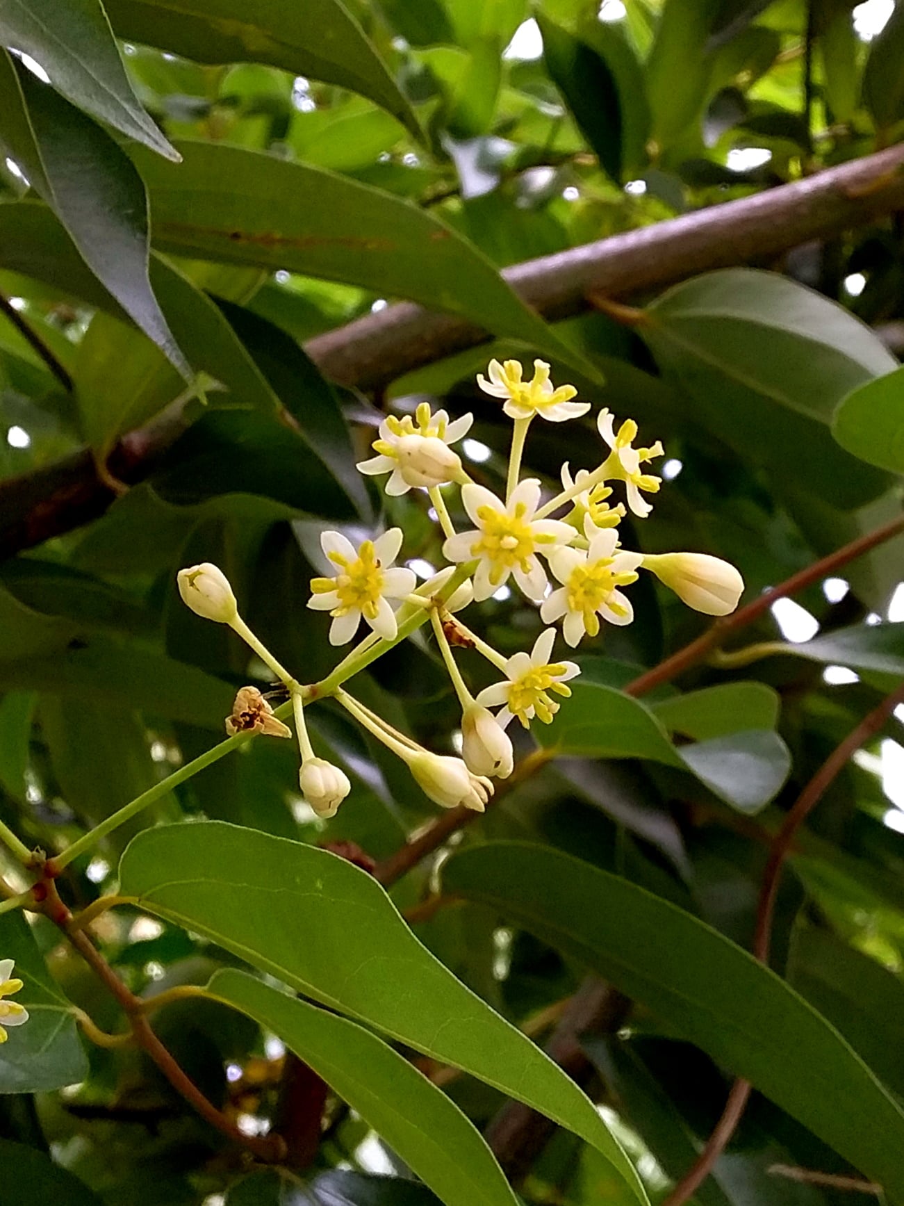 一日一花：陰香是香港原生樟科植物，小花有點疏落，白色花瓣和黃色雄蕊組成對稱構圖... - 林超英 Lam Chiu Ying