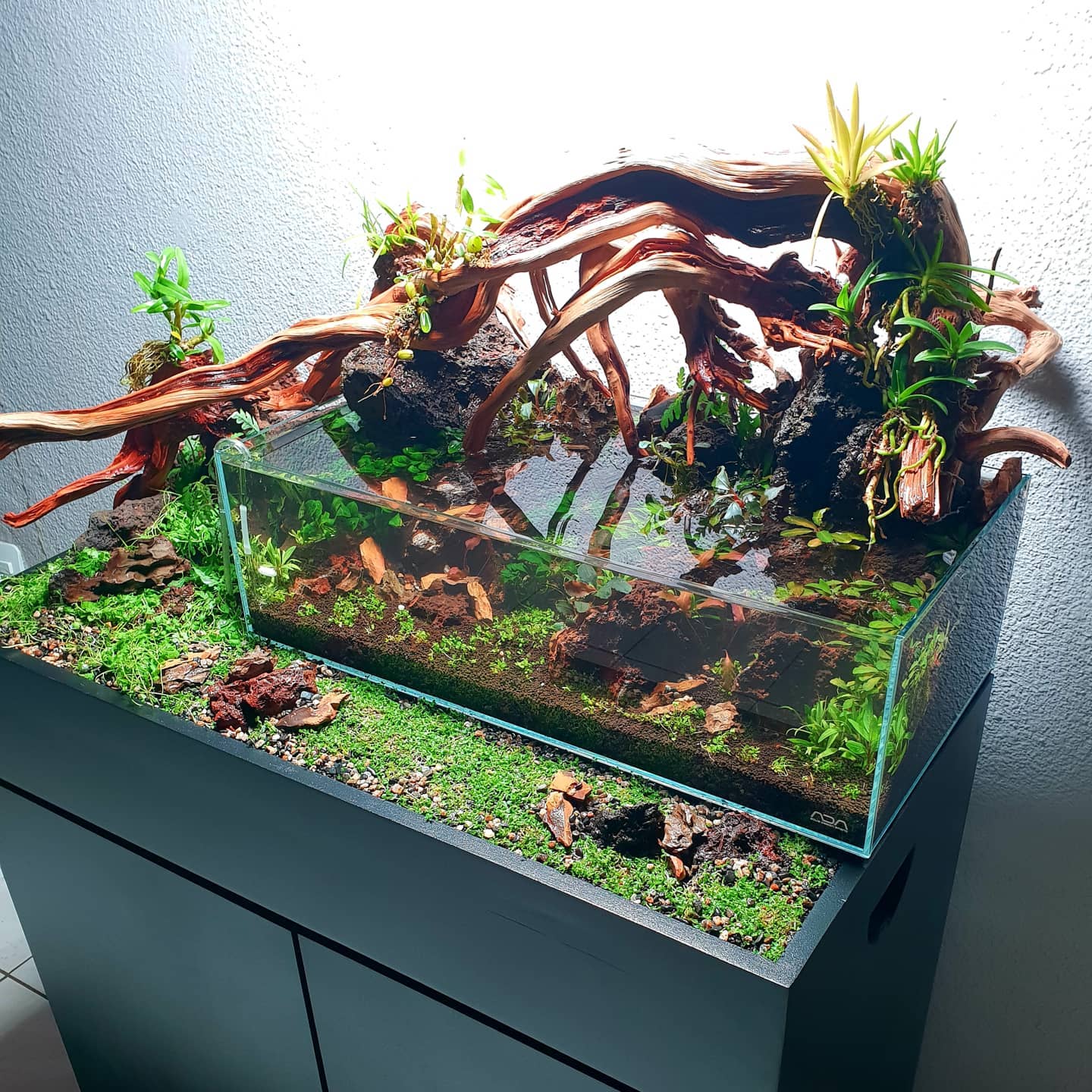 Enjoy ADA with 60P Cube Garden paired with Garden Stand 600