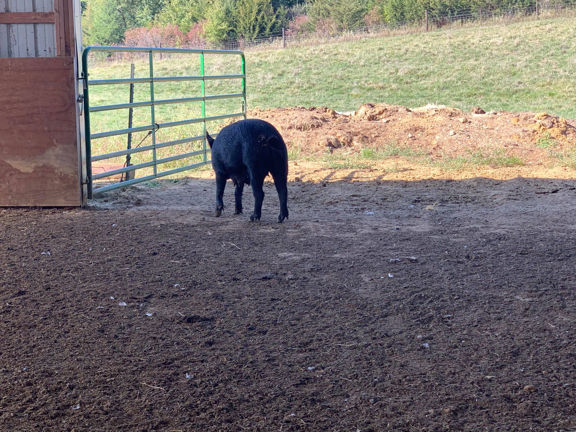 Yesterday I visited Prodigy Farms near Pella, Iowa. On their farm, they ...