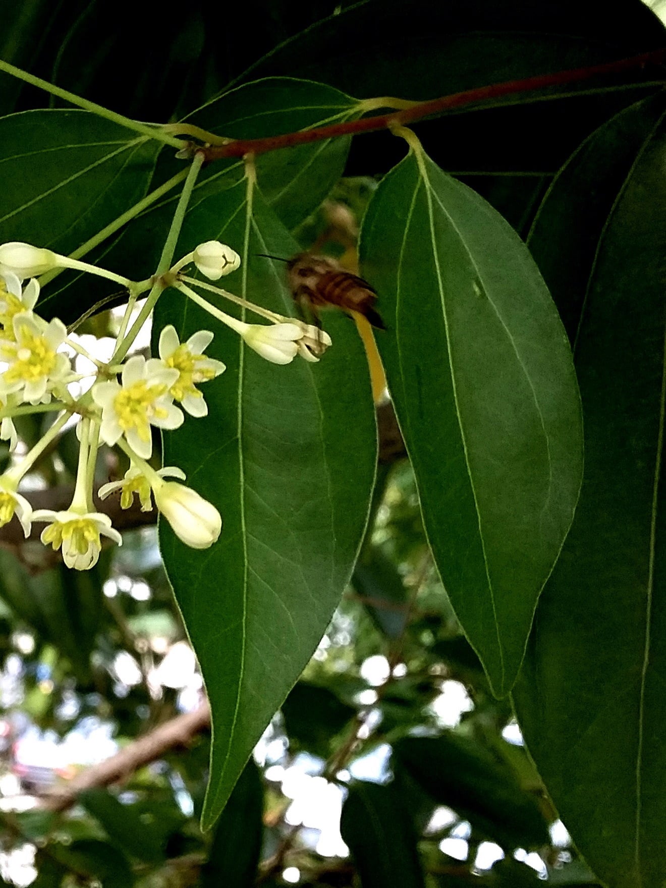 一日一花（補充）：幾位朋友覺得陰香似桂花，注意陰香的葉脈接近葉基有三條葉脈匯合... - 林超英 Lam Chiu Ying | Facebook