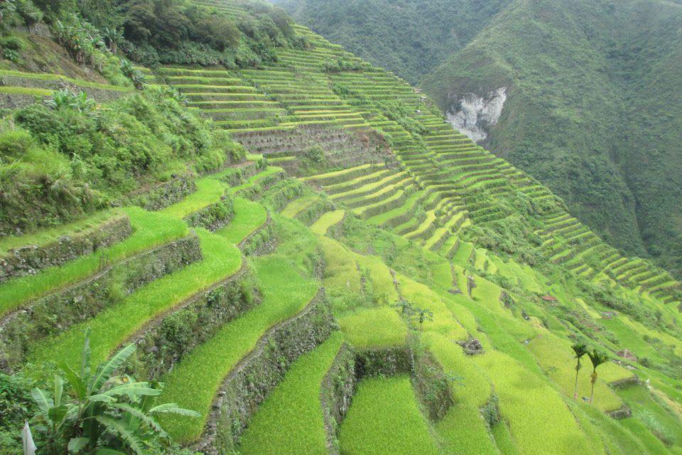 The rice terraces of the... - Filipino Wonder Travel