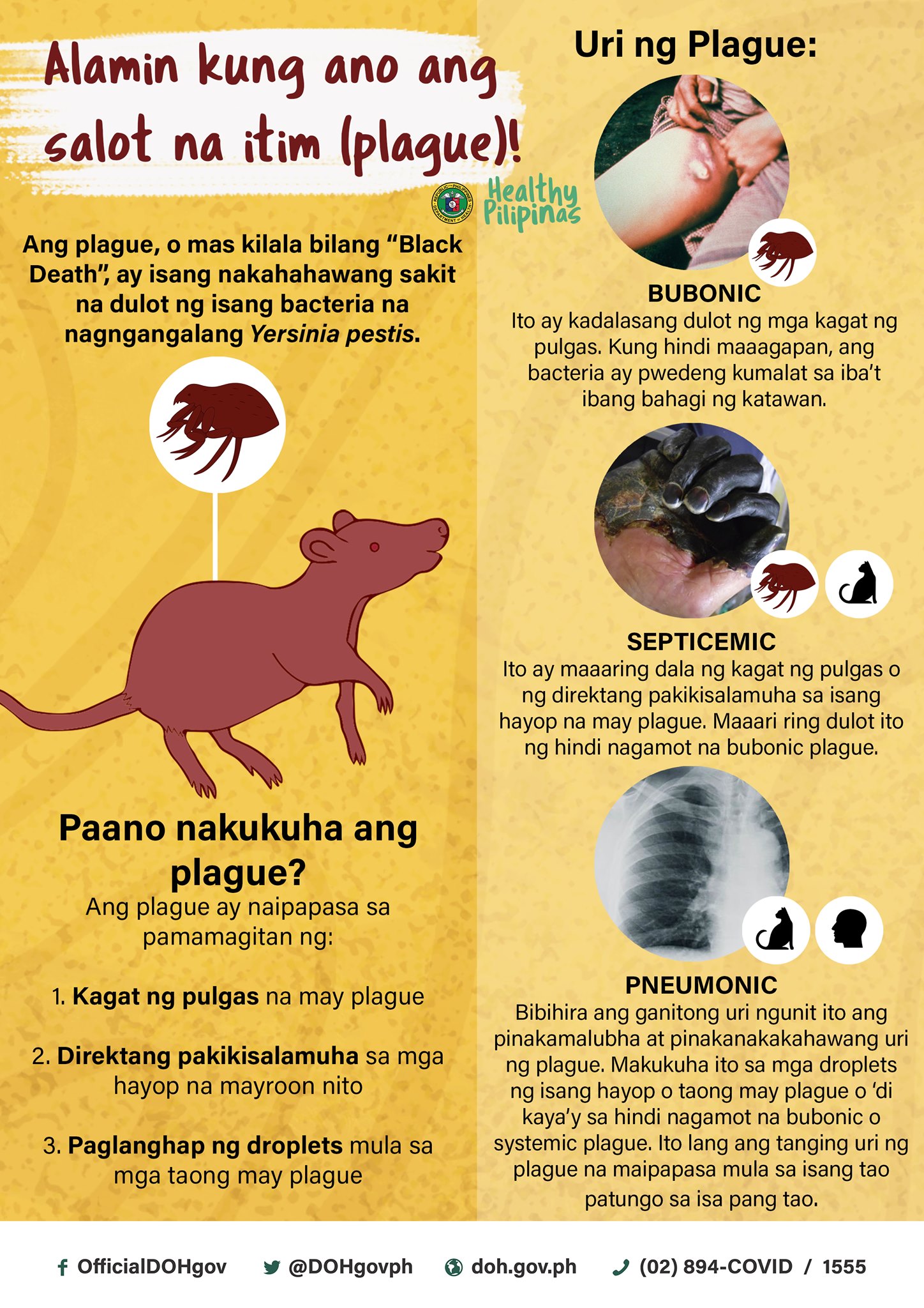 ALAMIN 🤔 Ano ang plague? Anu-ano ang... - DOH Davao Region | Facebook