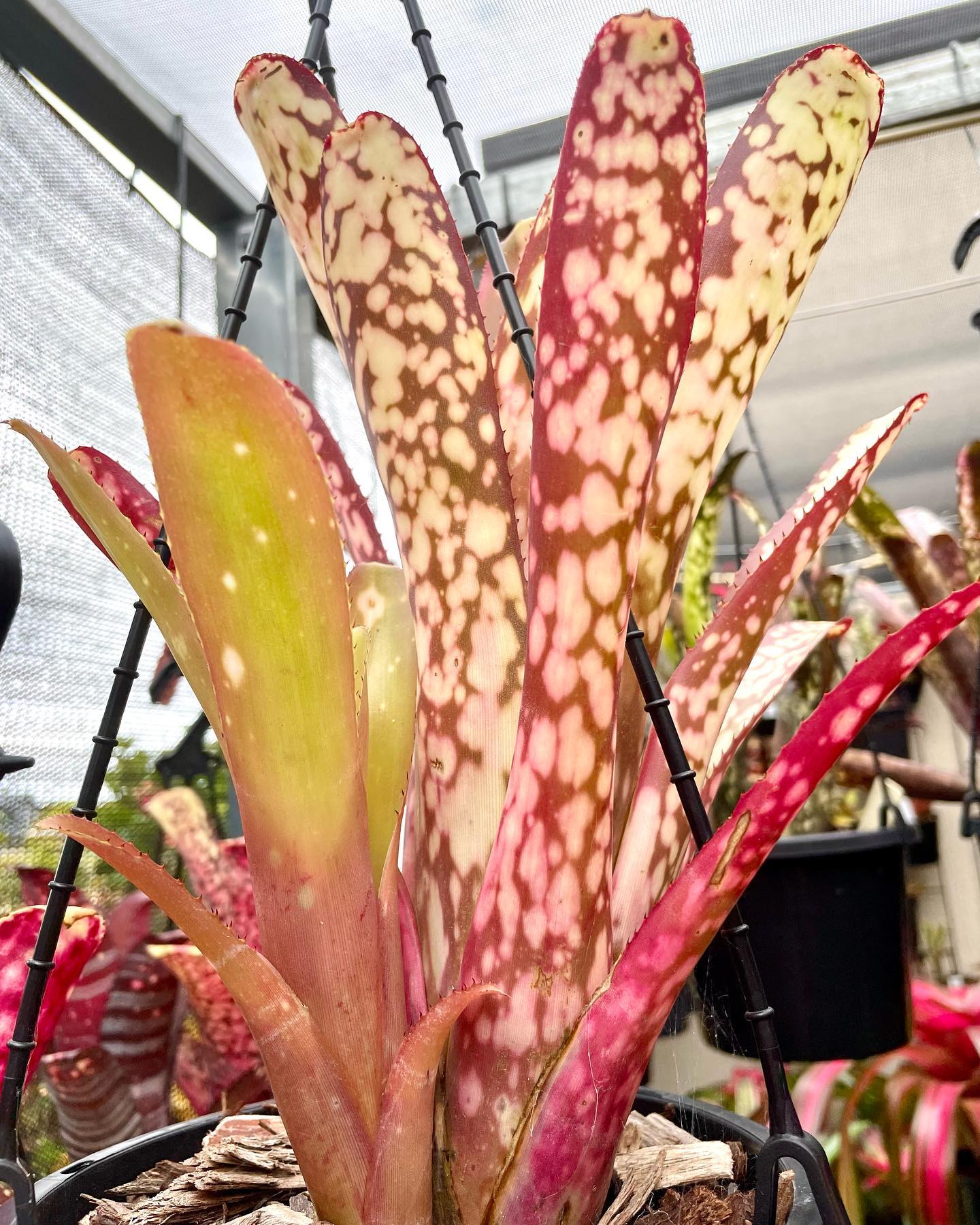 Billbergia 'Kolan Apocalyptic' 🌸Asian Exotic Plants 🍀Planta de