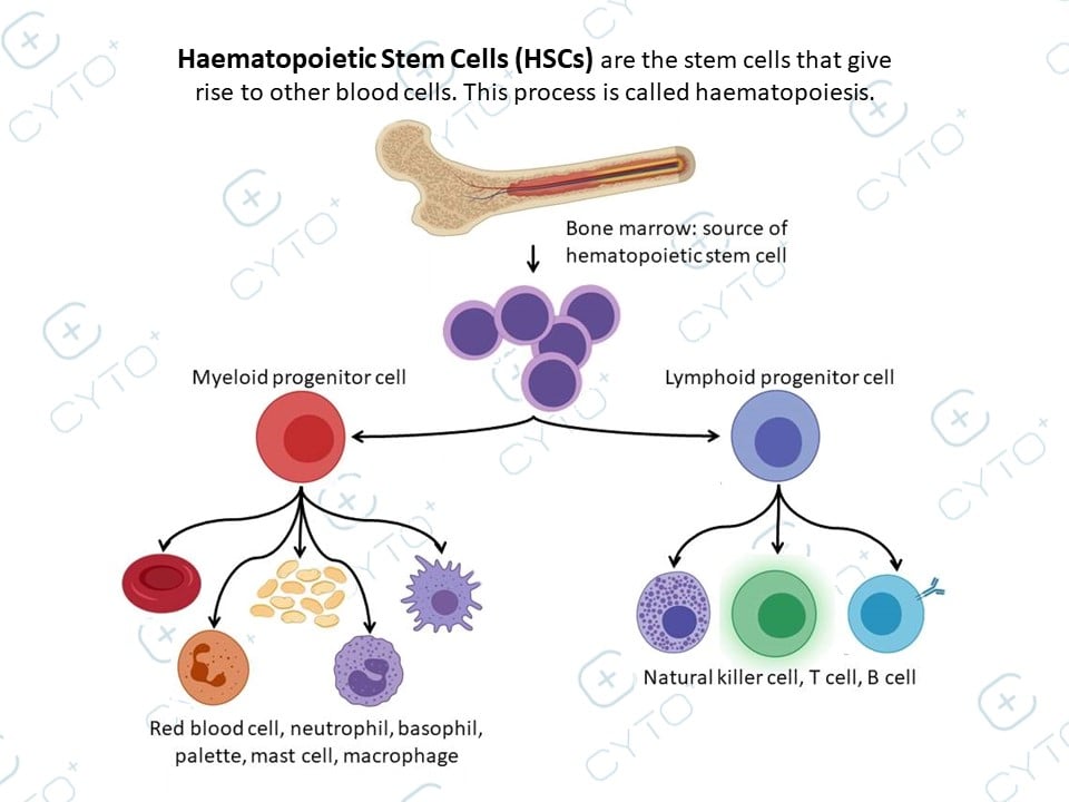 CytoHealth - 02 Type of stem cell Hematopoietic Stem Cells (HSCs) are ...