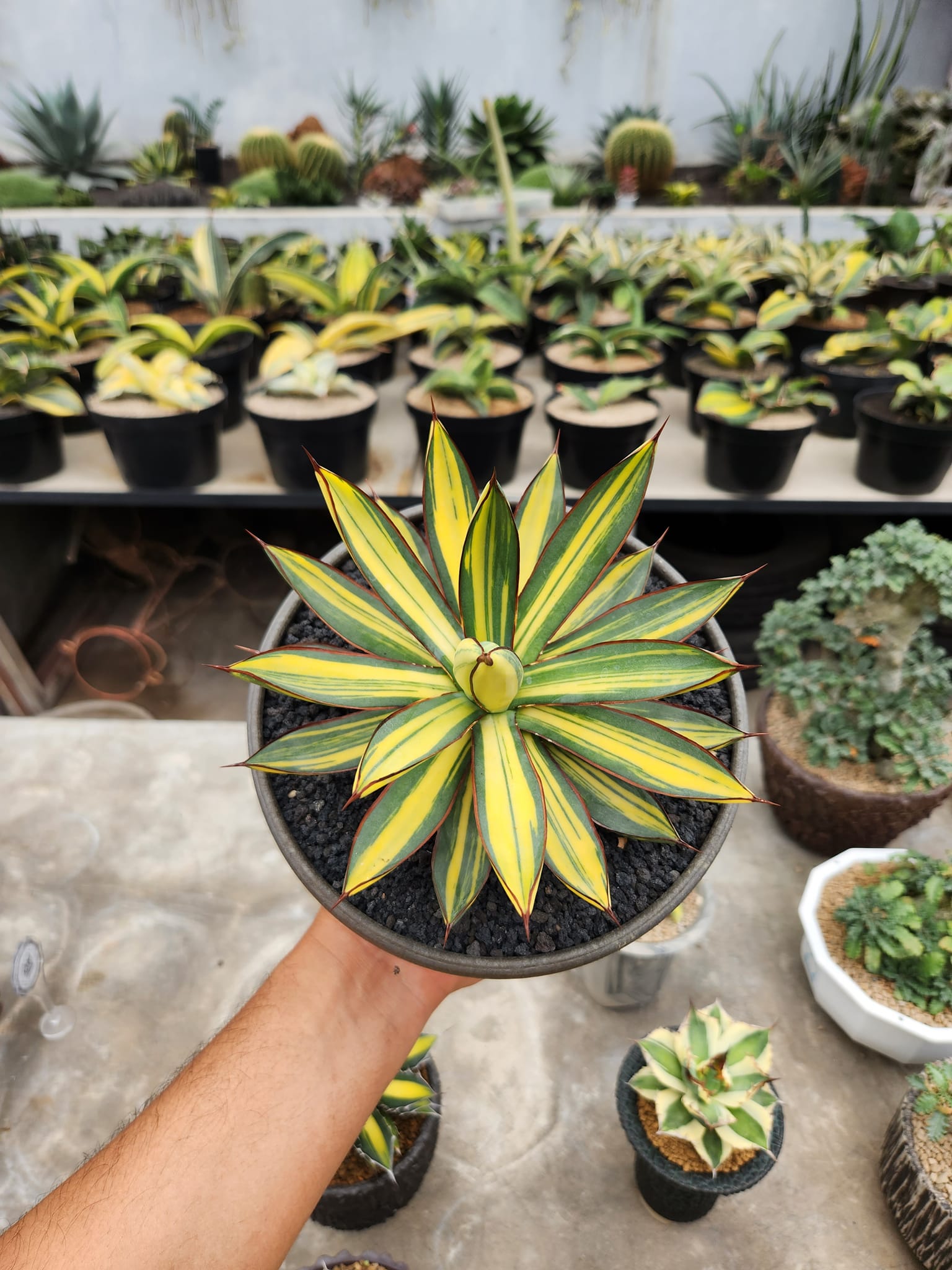 Agave 'Burnt Burgundy' variegated