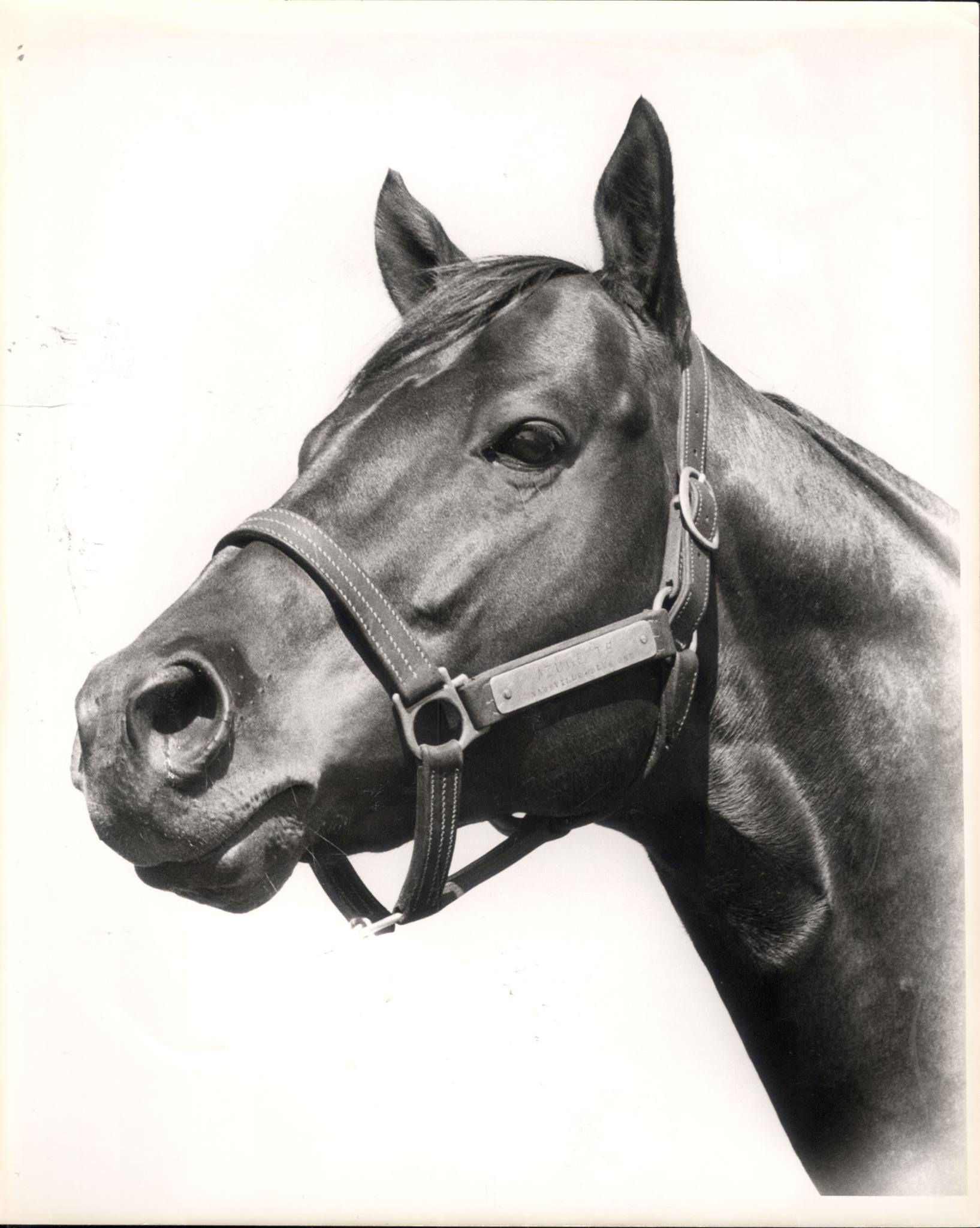 Azure Te (TB) was inducted into the American Quarter Horse Hall of Fame ...