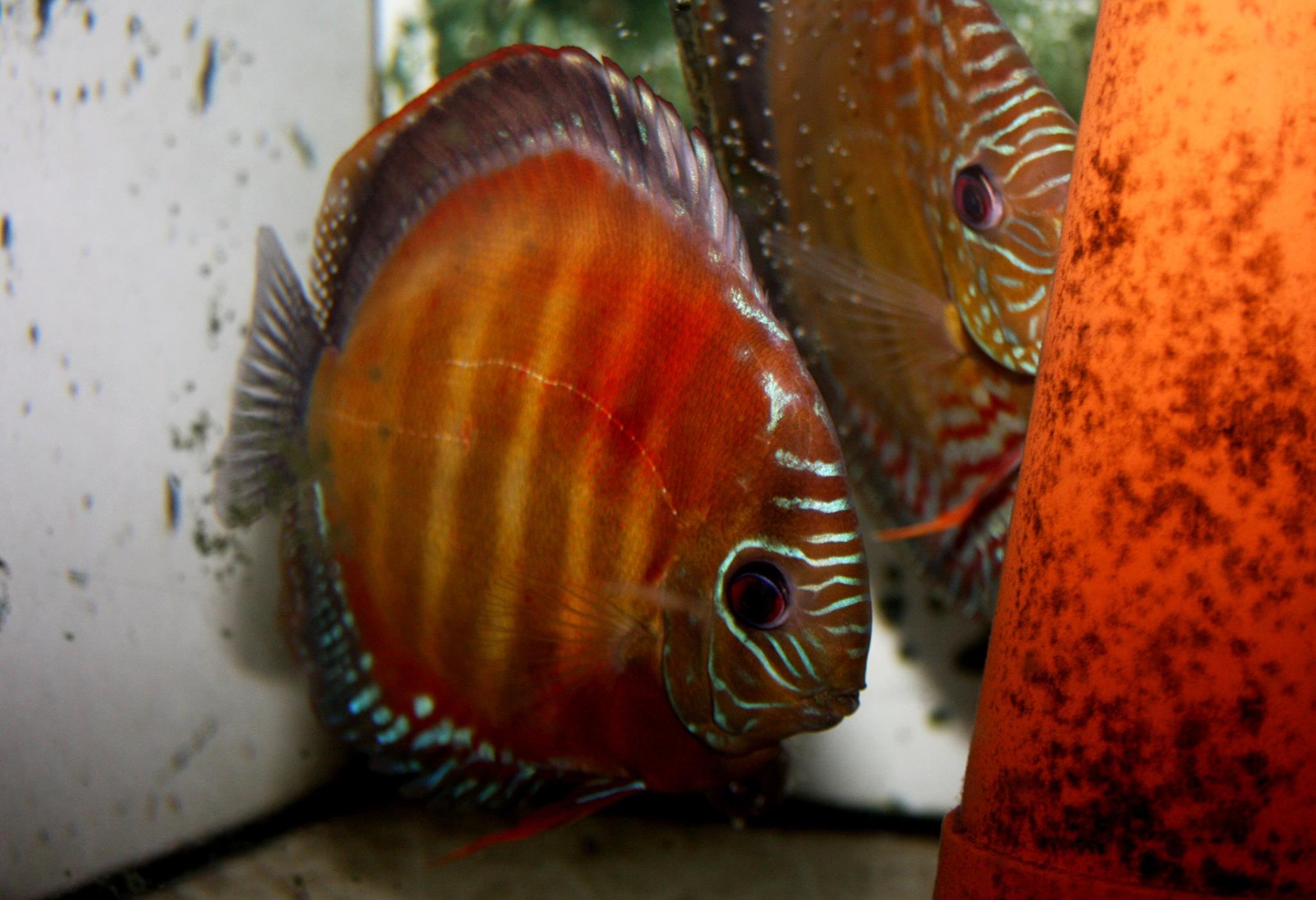 Discus breeders in Japan