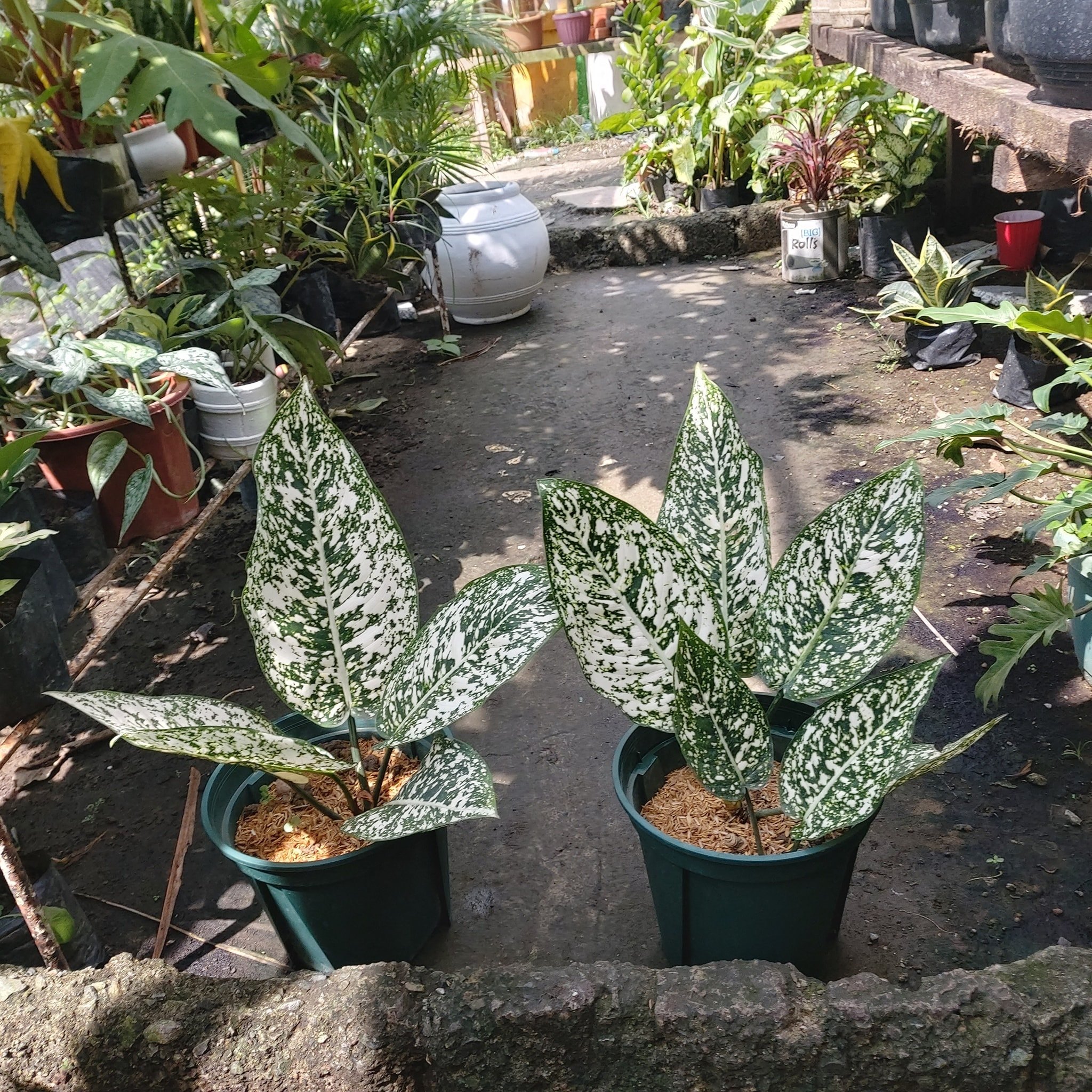Morodok Lok Rare Aglaonema