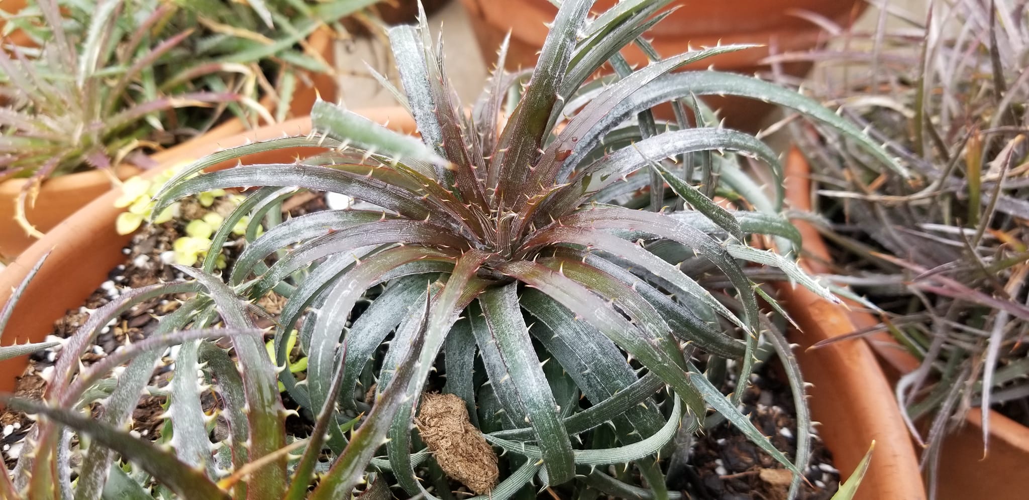 Dyckia fosteriana senges black is rugged ! And it has a unique