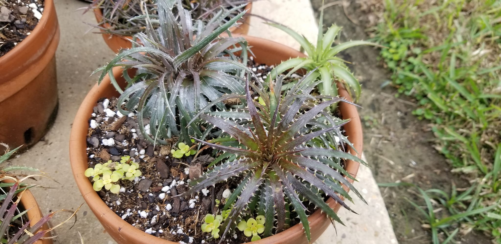 Dyckia goehringii x affinis argentea plant