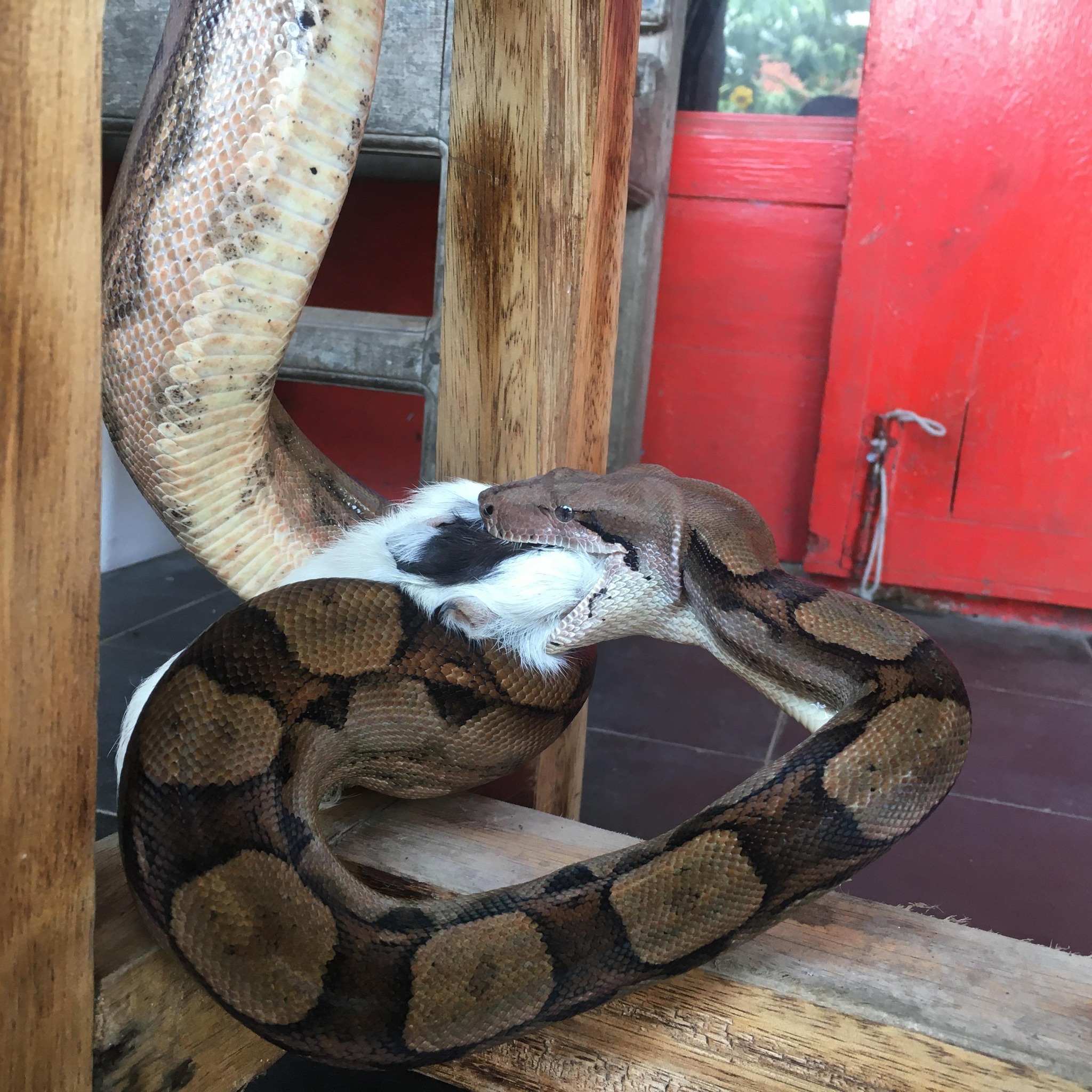Feeding Jeje the Boa Hypo Jungle #ular #Fy #fyp #viral #reel #feeding # ...