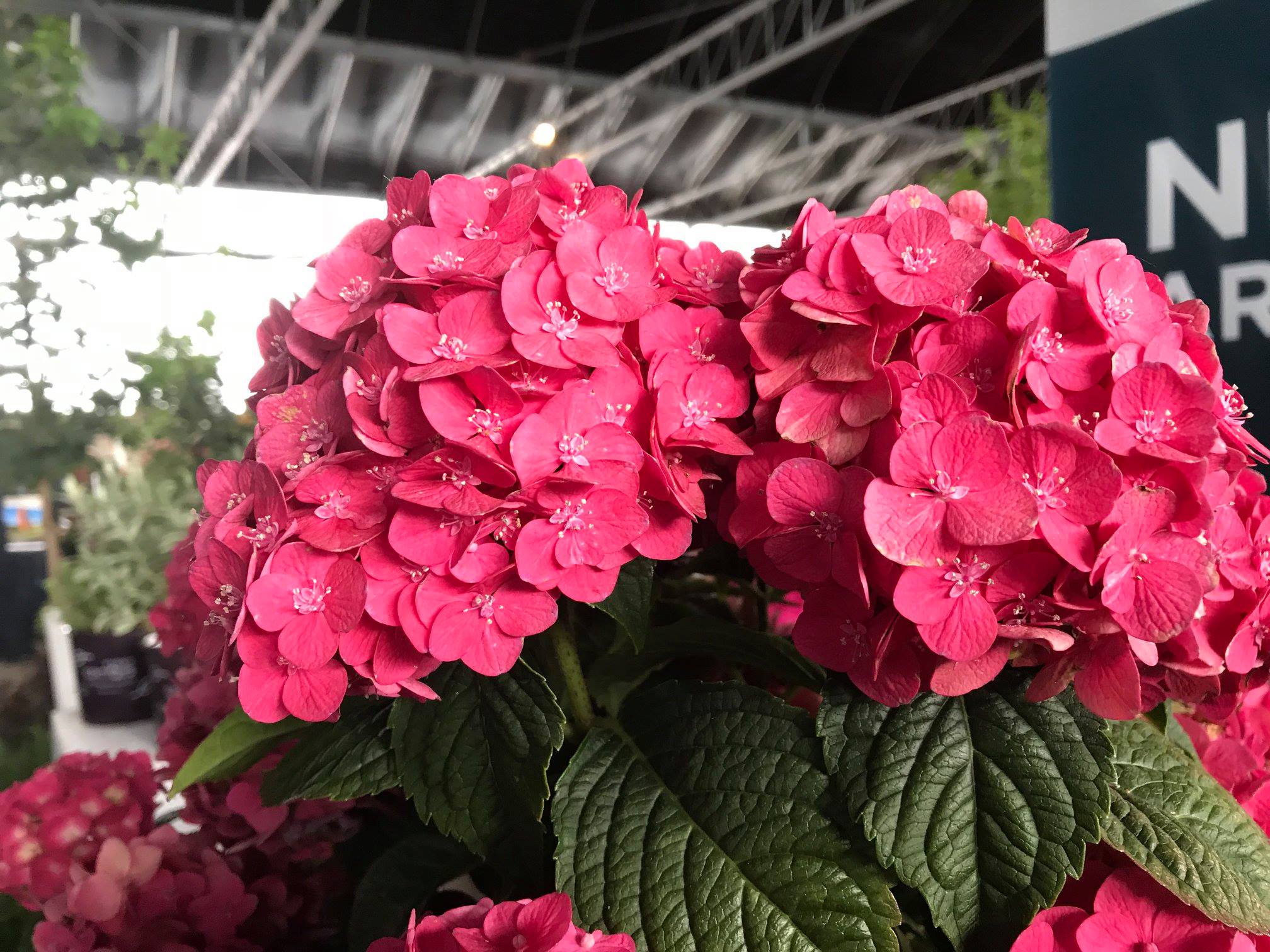 NEW for 2019! The Endless... - Wannemaker's Home and Garden