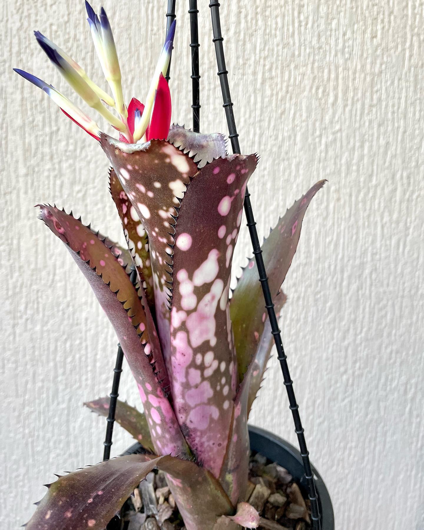 Billbergia 'Rings of Saturn' plant colors