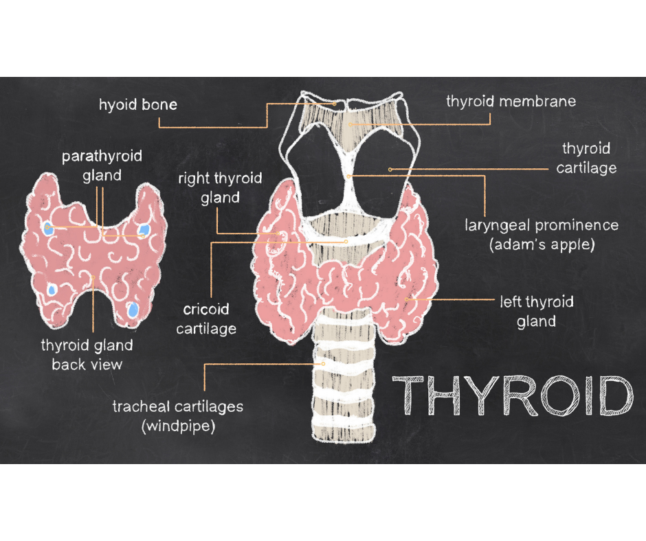 Hyperthyroidism and... - Central Surgical Associates, PLLC | Facebook
