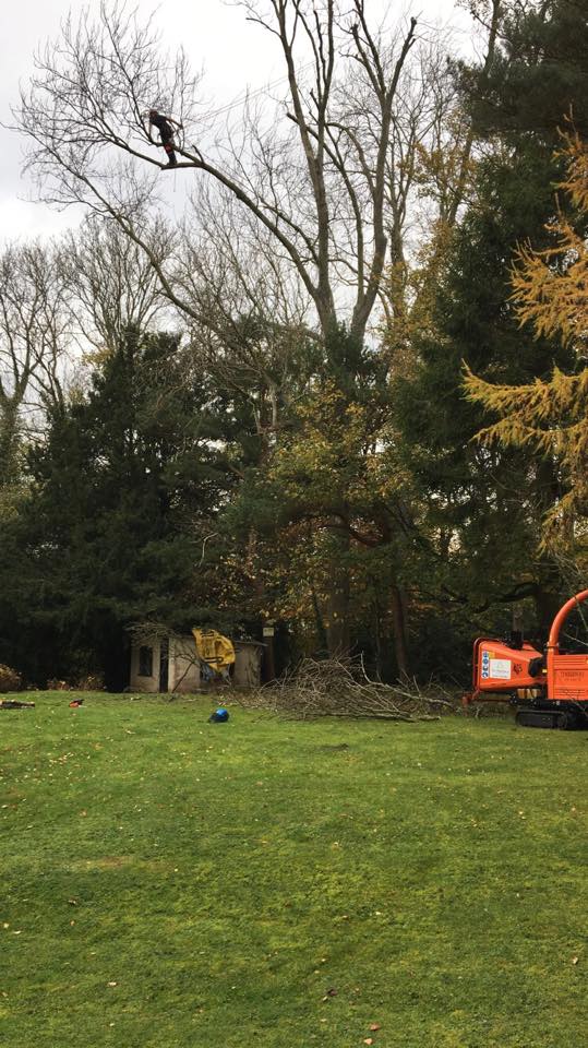 Sw forestry and tree services