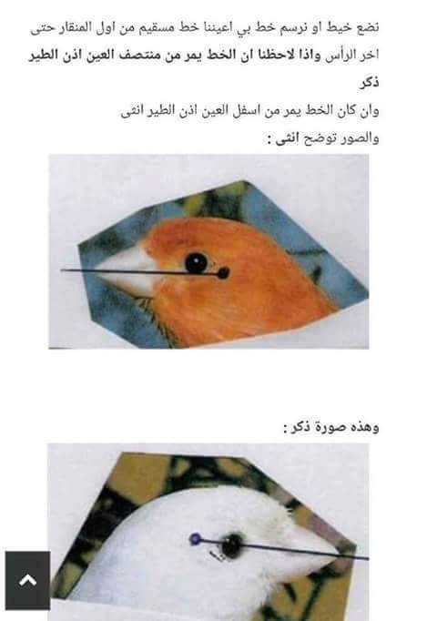 تبادل الخبرات مع Kanari Kanari Posts Facebook