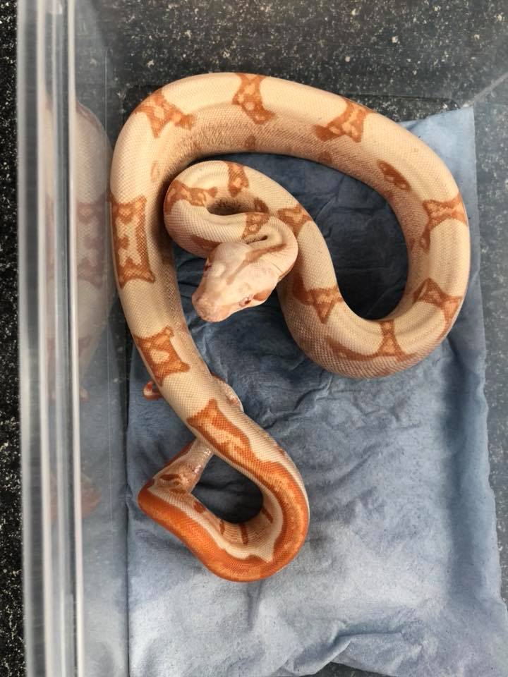 Wts serial boa from ts03. 16k sgd each interested pm me