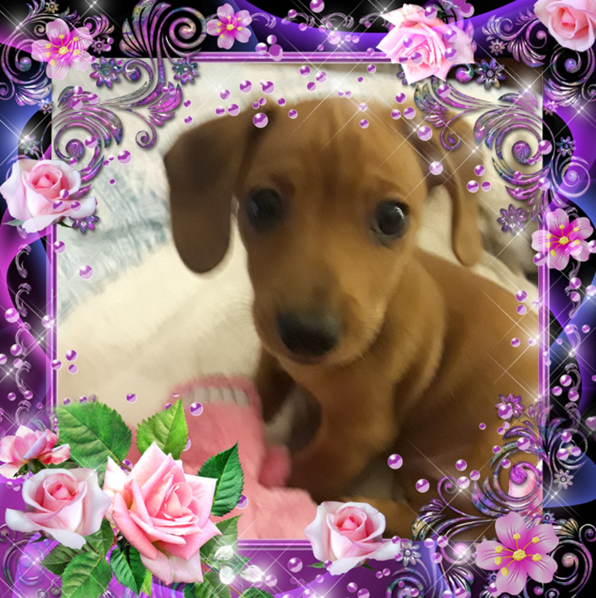 Ms Polly. | Connie Lesslie