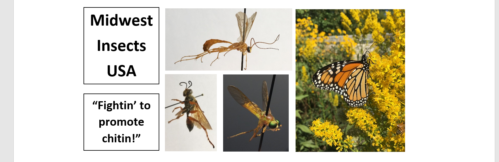 Midwest Insects USA