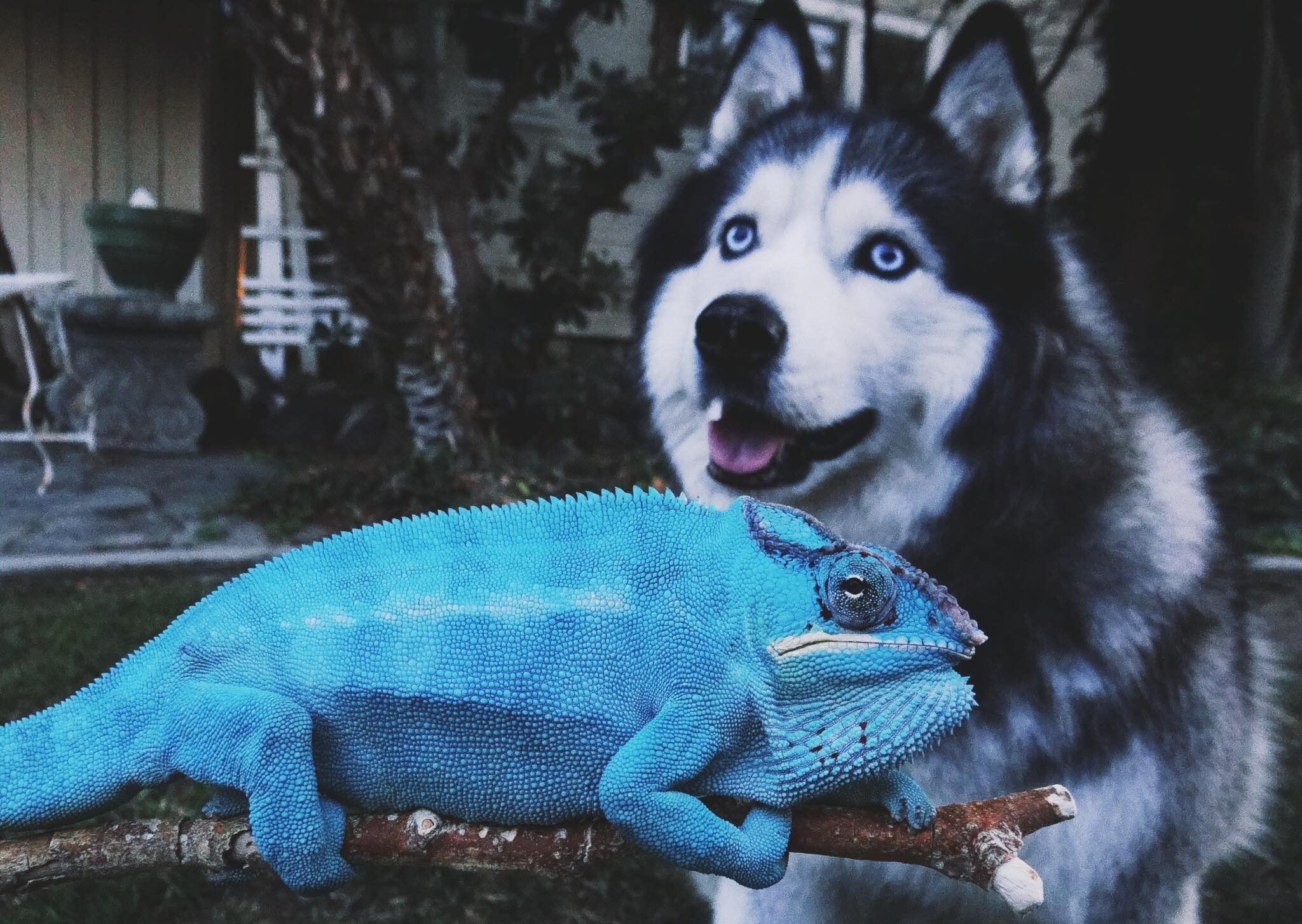 【美品】motto_kuma dog blue 美品】motto_kuma dog blue 美品】motto_kuma dog blue【公式通販】