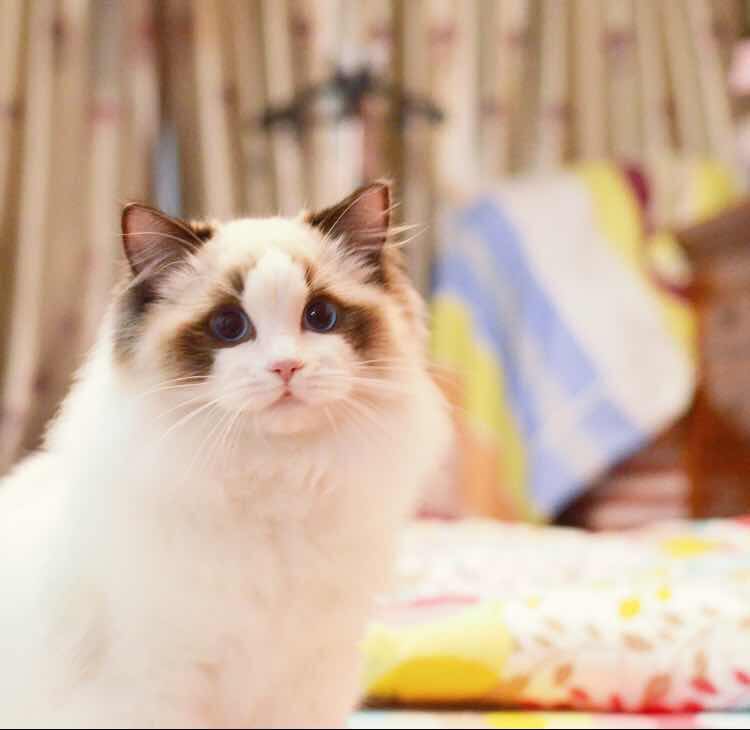 Chinese Ragdoll Breeder | Facebook