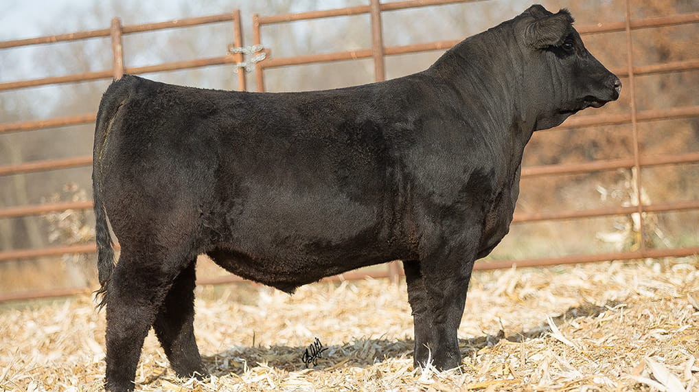 Iron - It is sale day at Iron Creek and Drake! See the catalog, videos ...