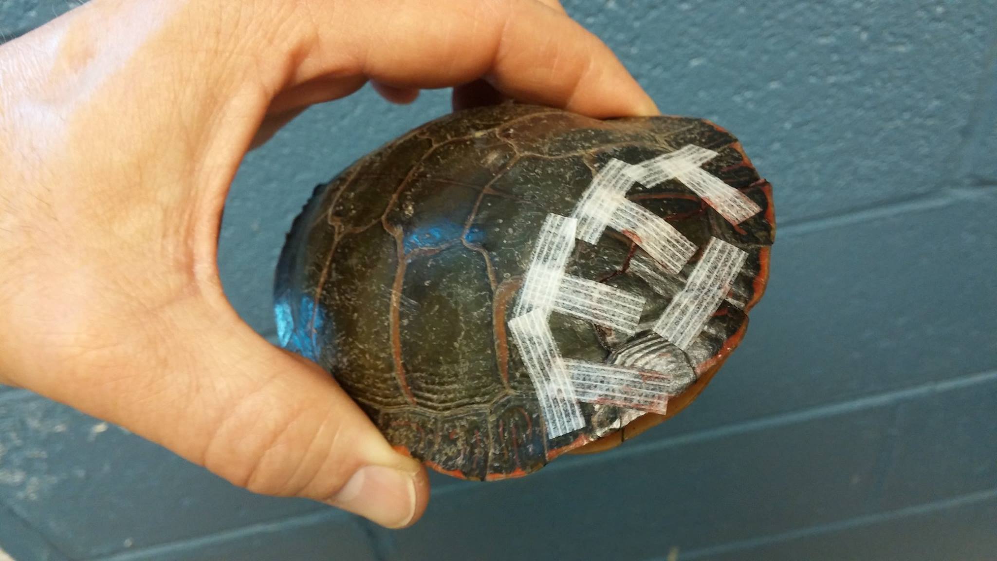 Please Watch for Turtles Crossing Roads! Here it is mid-May, and we've ...