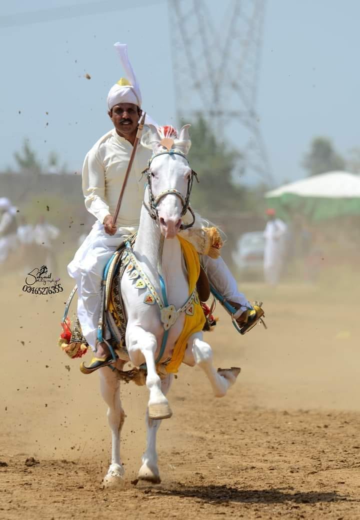 ملک صابر... - Pakistan Selected Horse پاکستان سلیکٹڈ گھوڑے