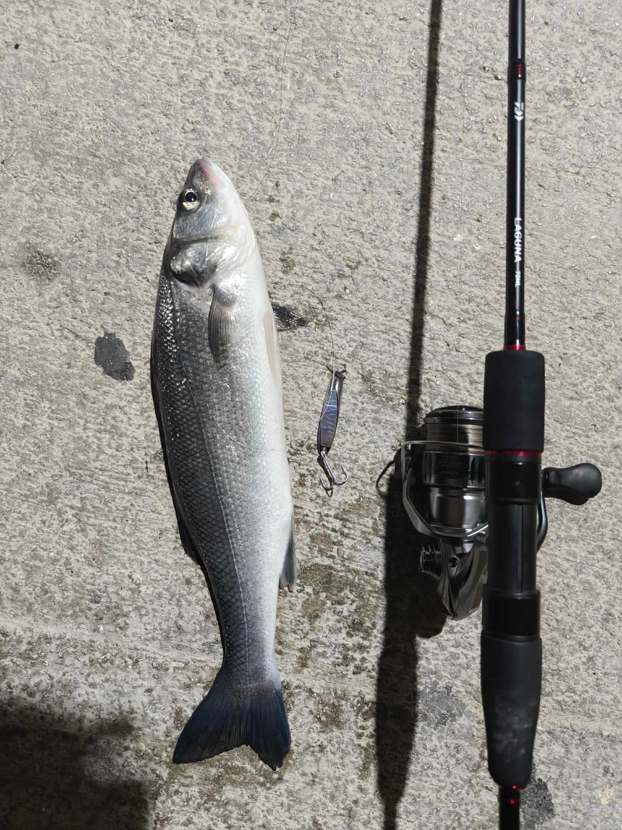 daiwa ds10 fishing pole Mountain Stream Rod Prime W P-10 83 (8 Piece) With a fiberglass rod and reel already paired up Romario used the Halco Tackle