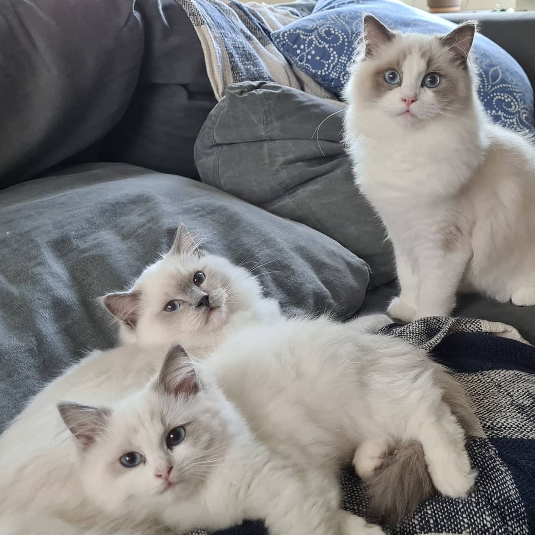 Cat/Leroy Shawn Kitten House - ragdoll kittens ragdoll kittens for ...