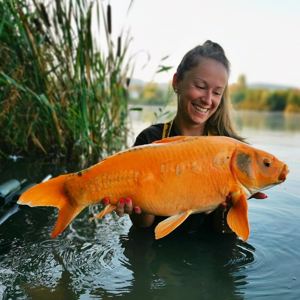 Pazy Fish