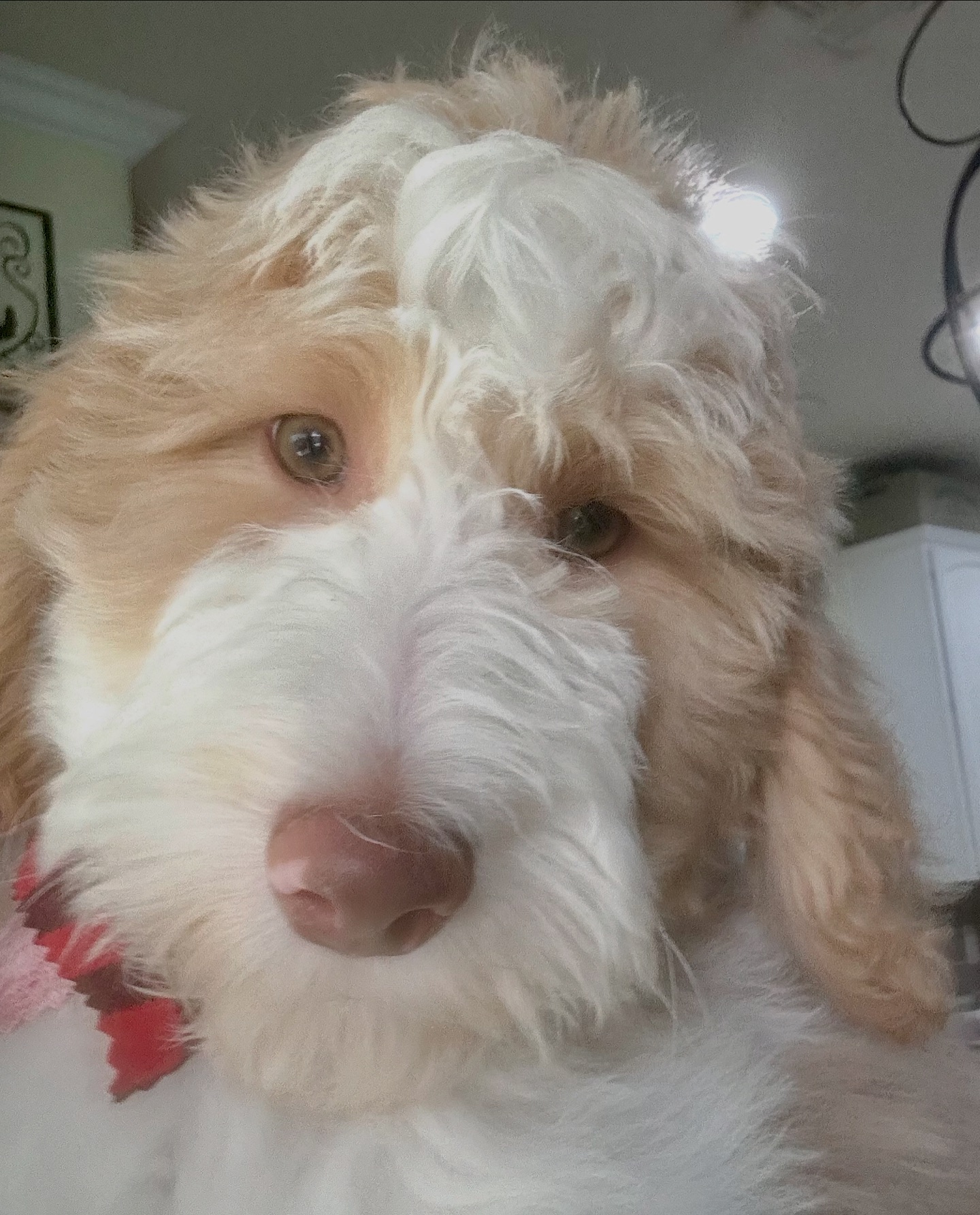 Phoenix Sheepadoodle... - Phoenix Sheepadoodle puppies