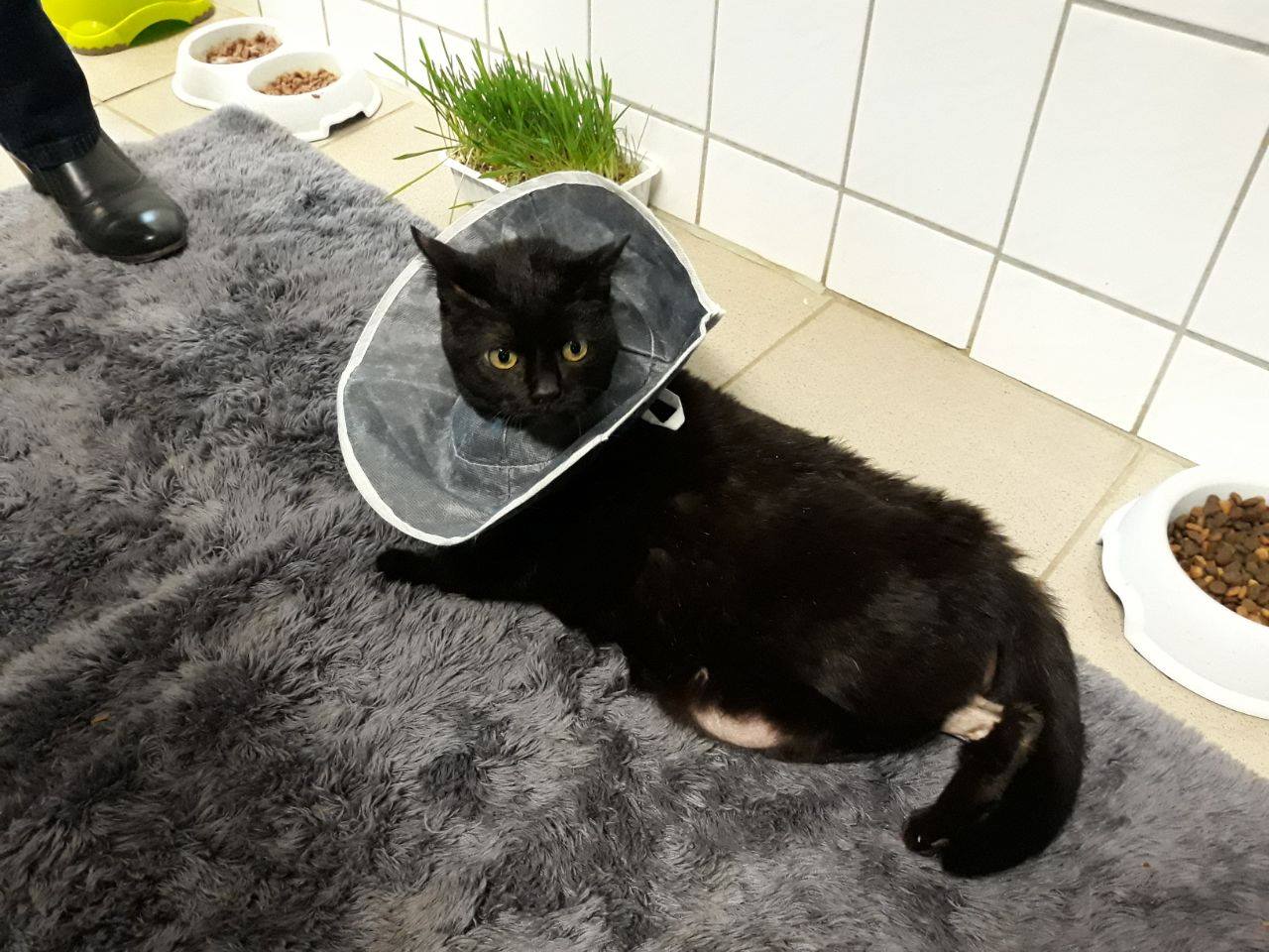 Hallo Ich Bin Es Eure Tiger Wie Tierheim Herne Wanne