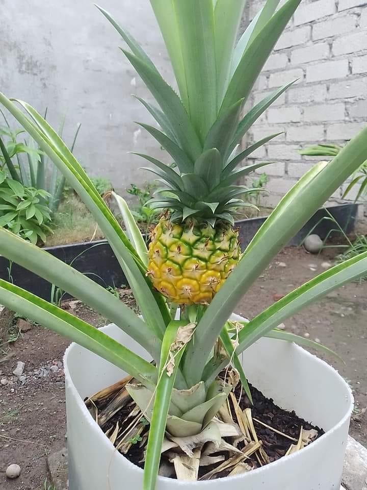 Huertas Caseras- Oficial - COMO PLANTAR PIÑA EN MACETA 🏡🌱 1. Recorta la ...