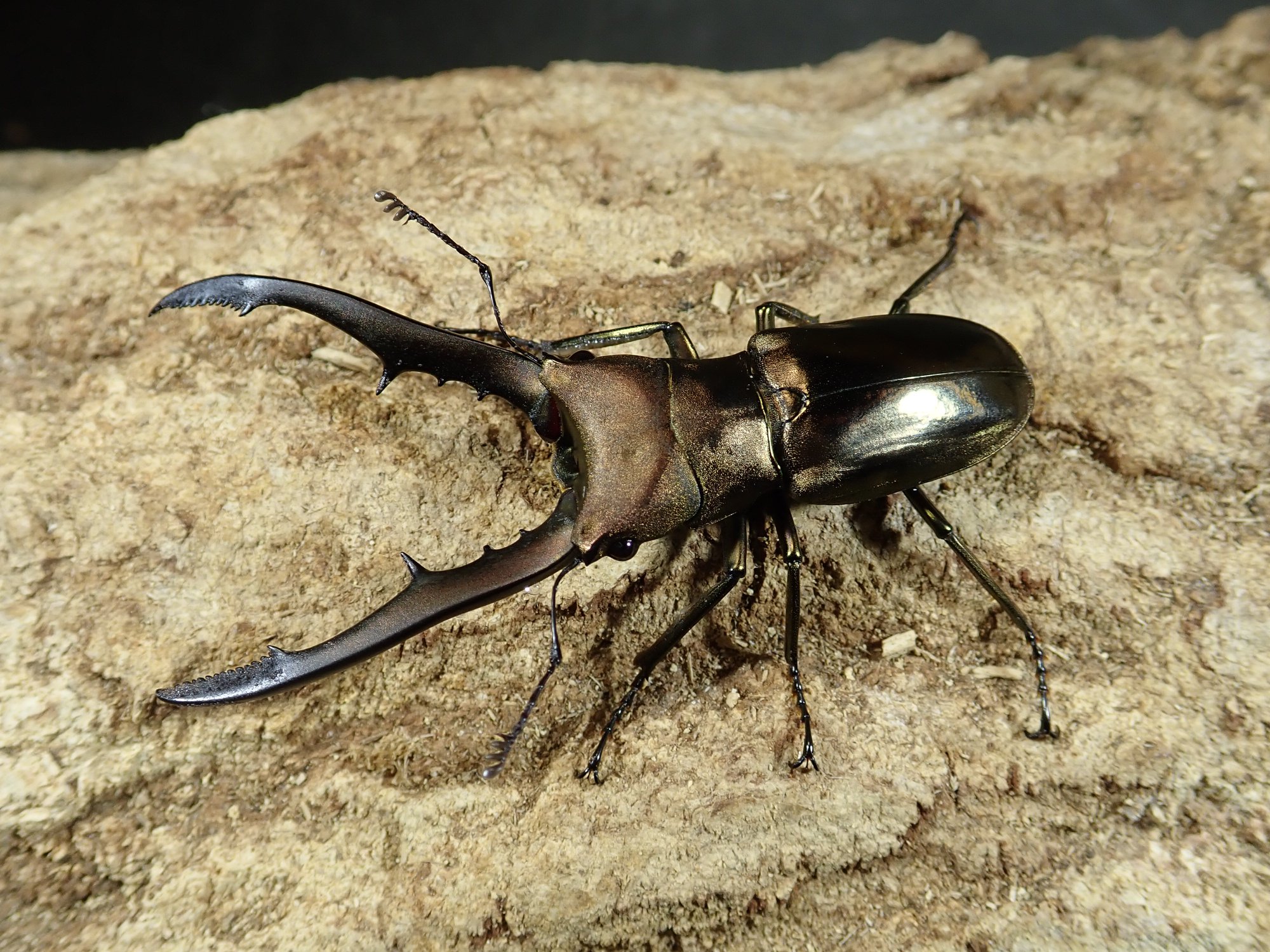 Insect Shop GLOBAL | Osaka Osaka