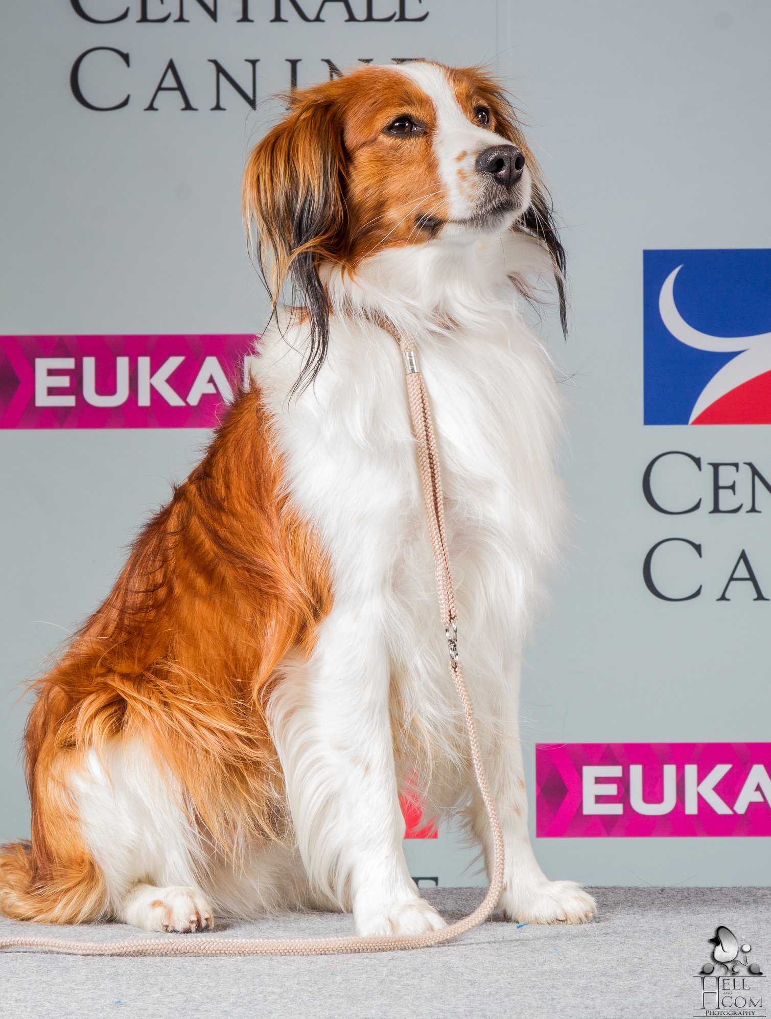 1jour1race Le Petit Chien Hollandais Société Centrale